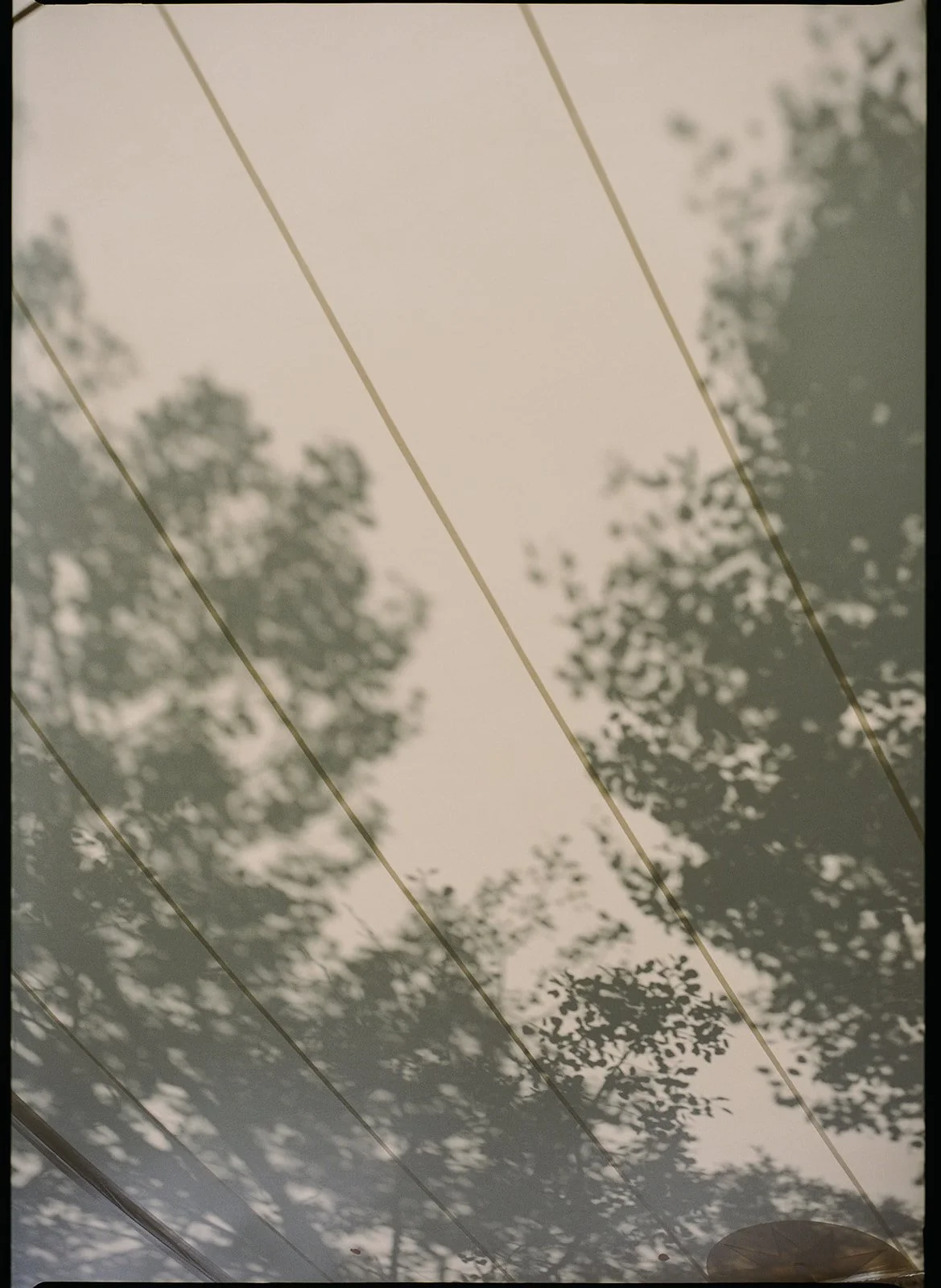 Overhead view of tent canopy filtering light onto floral-filled reception tables