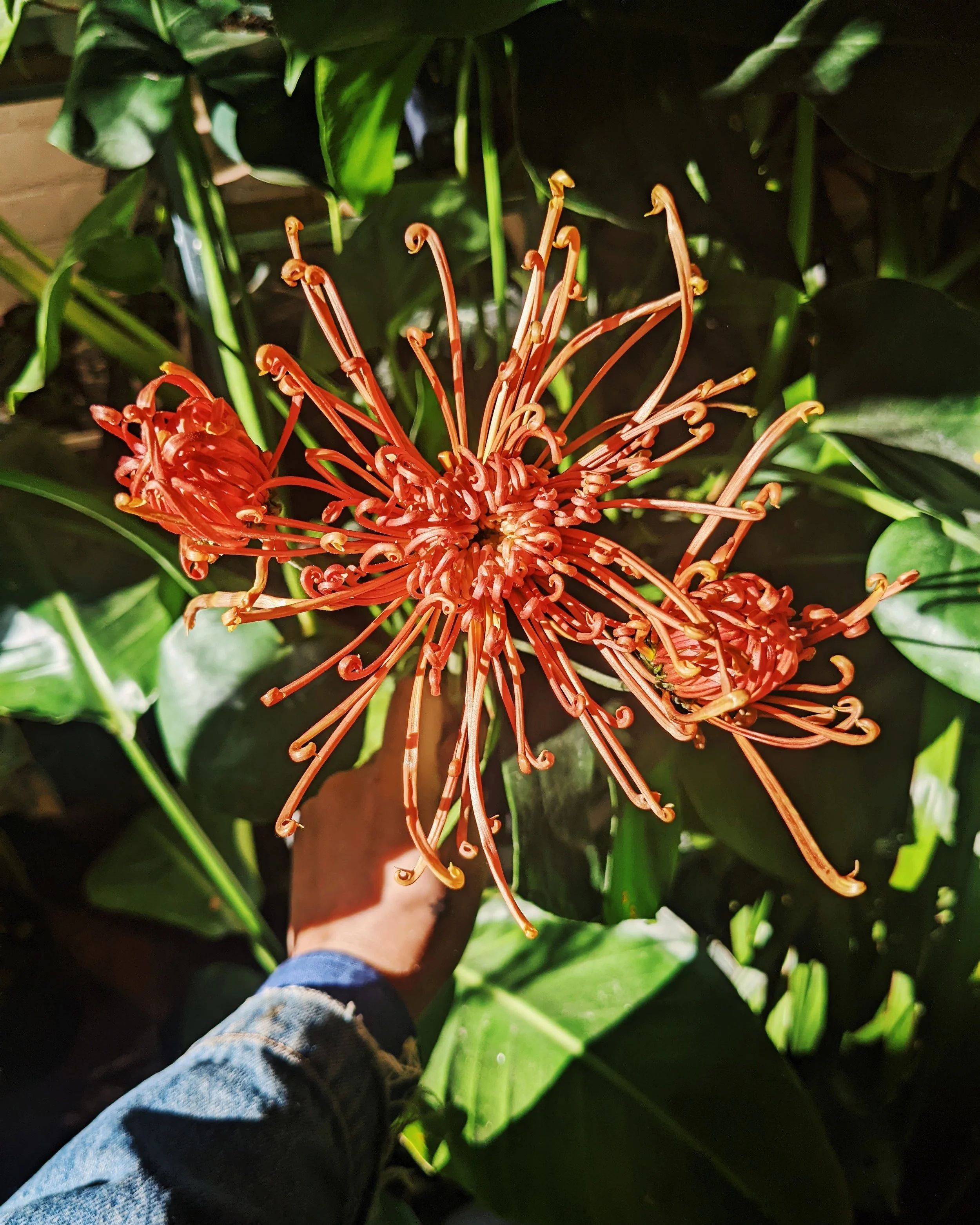 Deeply colored and richly textured fresh local flowers with their powerful structure