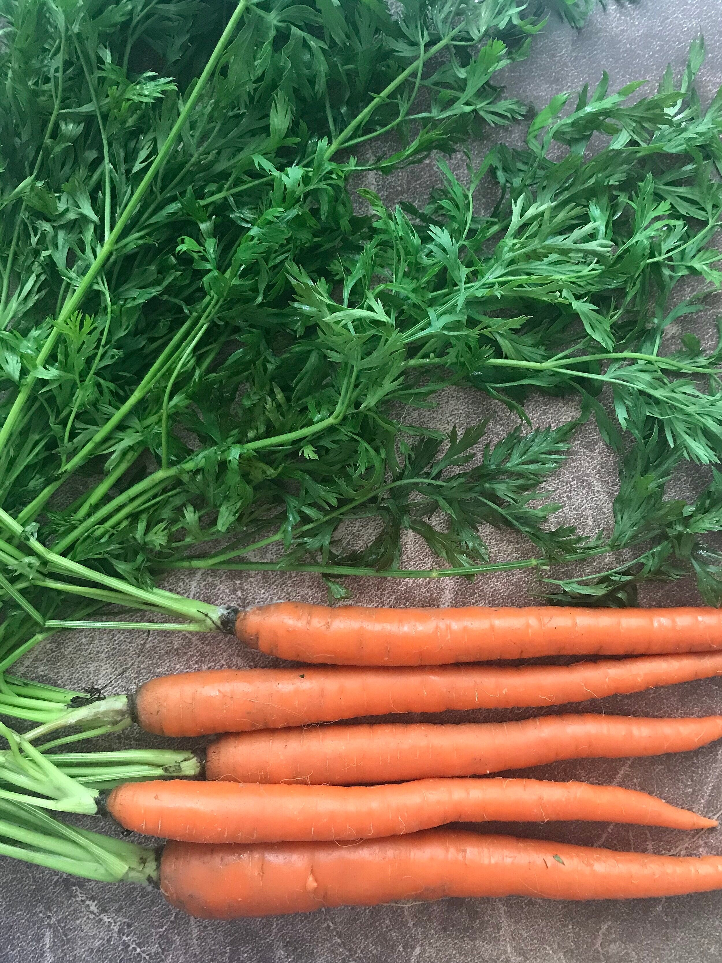 Episode 12 Carrots with tops.jpg