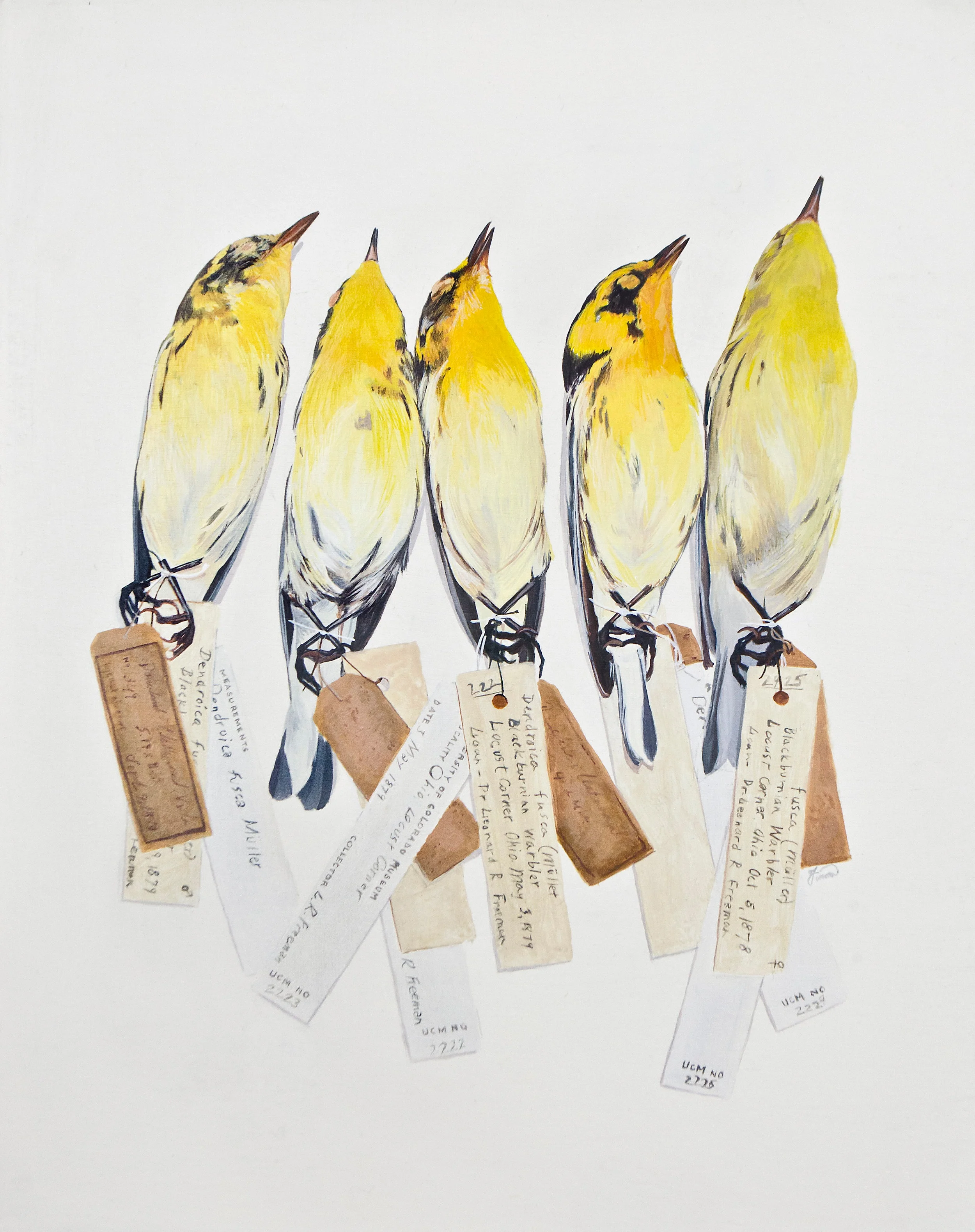 Blackburnian Warblers