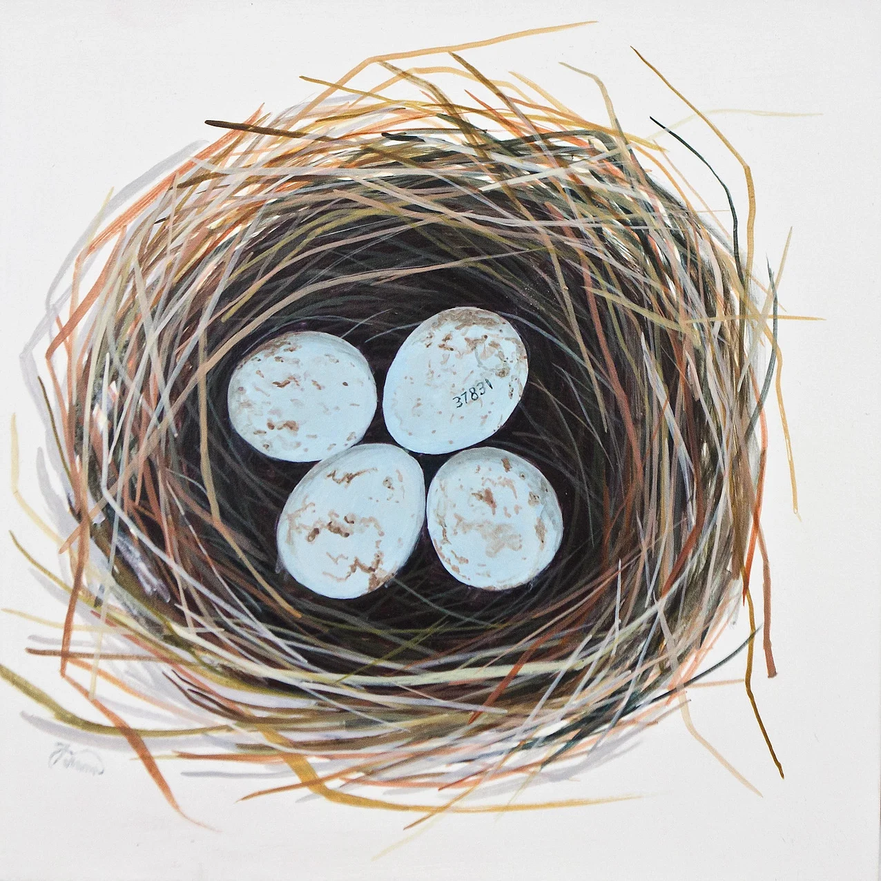 Scarlet Tanager Nest