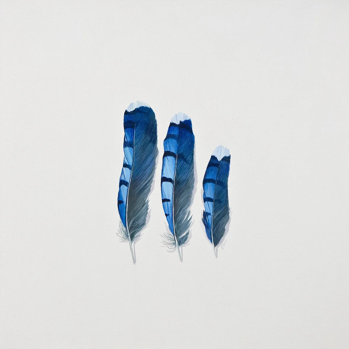 Blue Jay Feathers