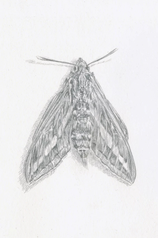 White Line Sphinx Moth
