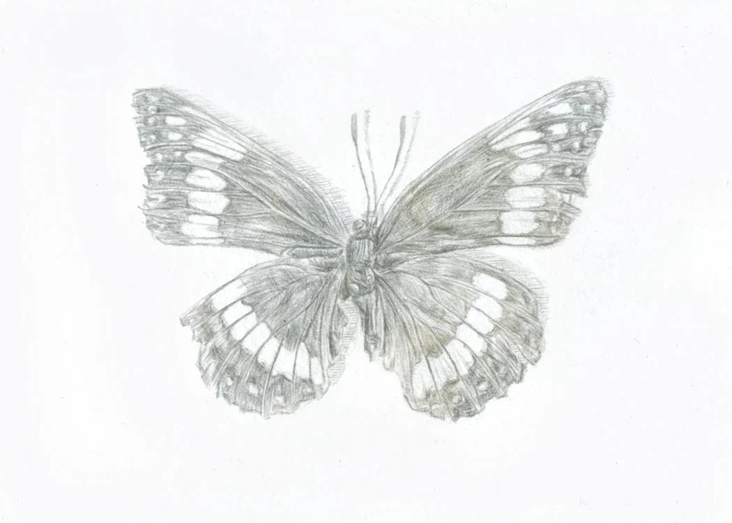 Weidmeyer's Admiral