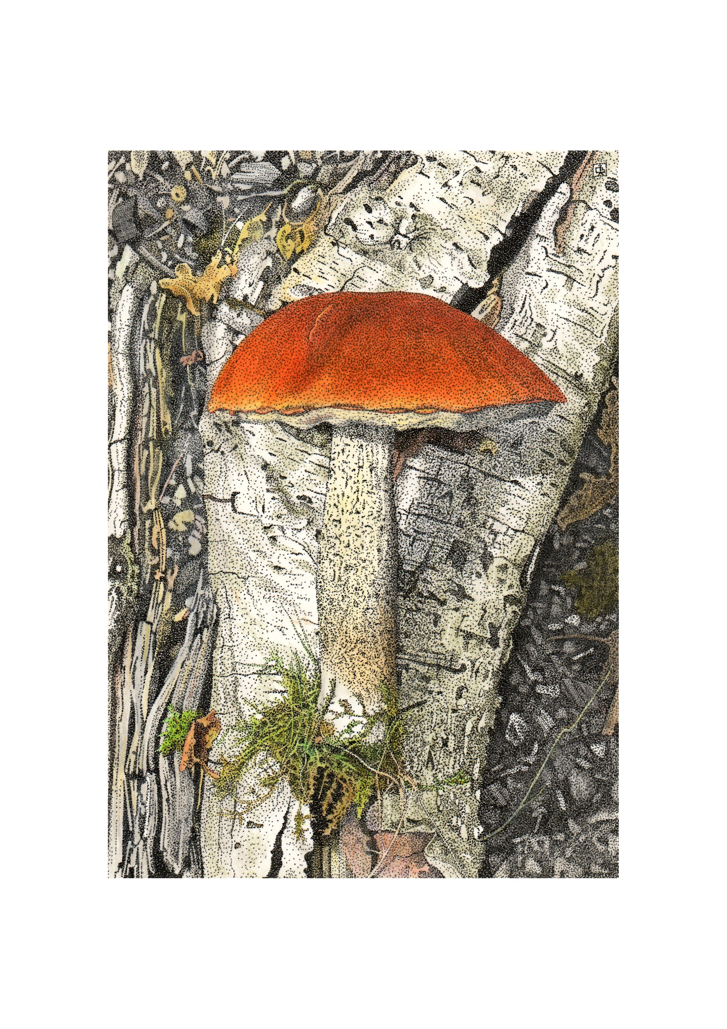 Orange Birch Bolete for A4 print.jpg