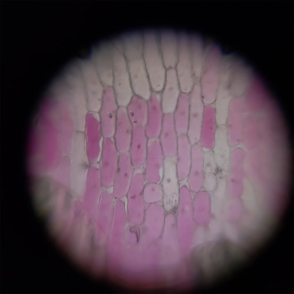 Figure 1. Allium cepa Epidermal Cells 