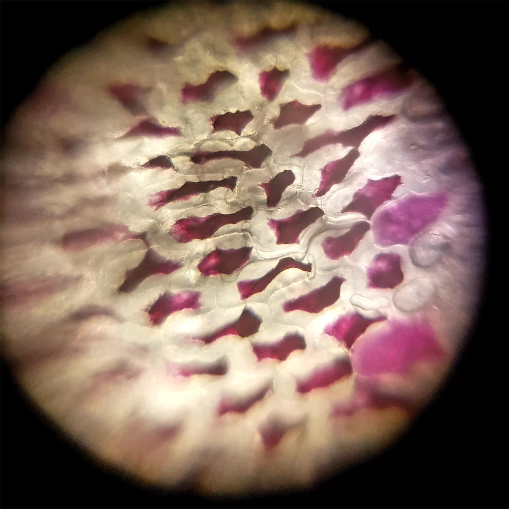Figure 2. Allium cepa Epidermal Cells