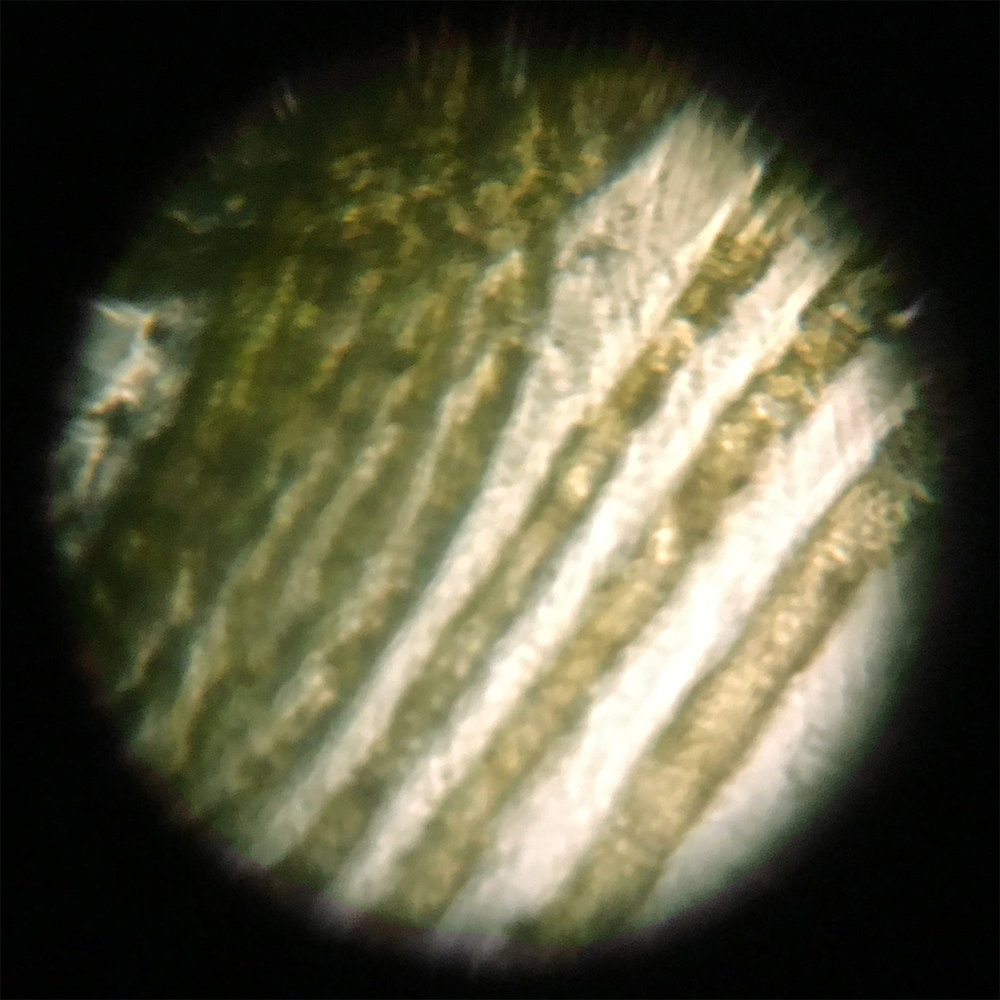 Figure 3. Filamentous Algae