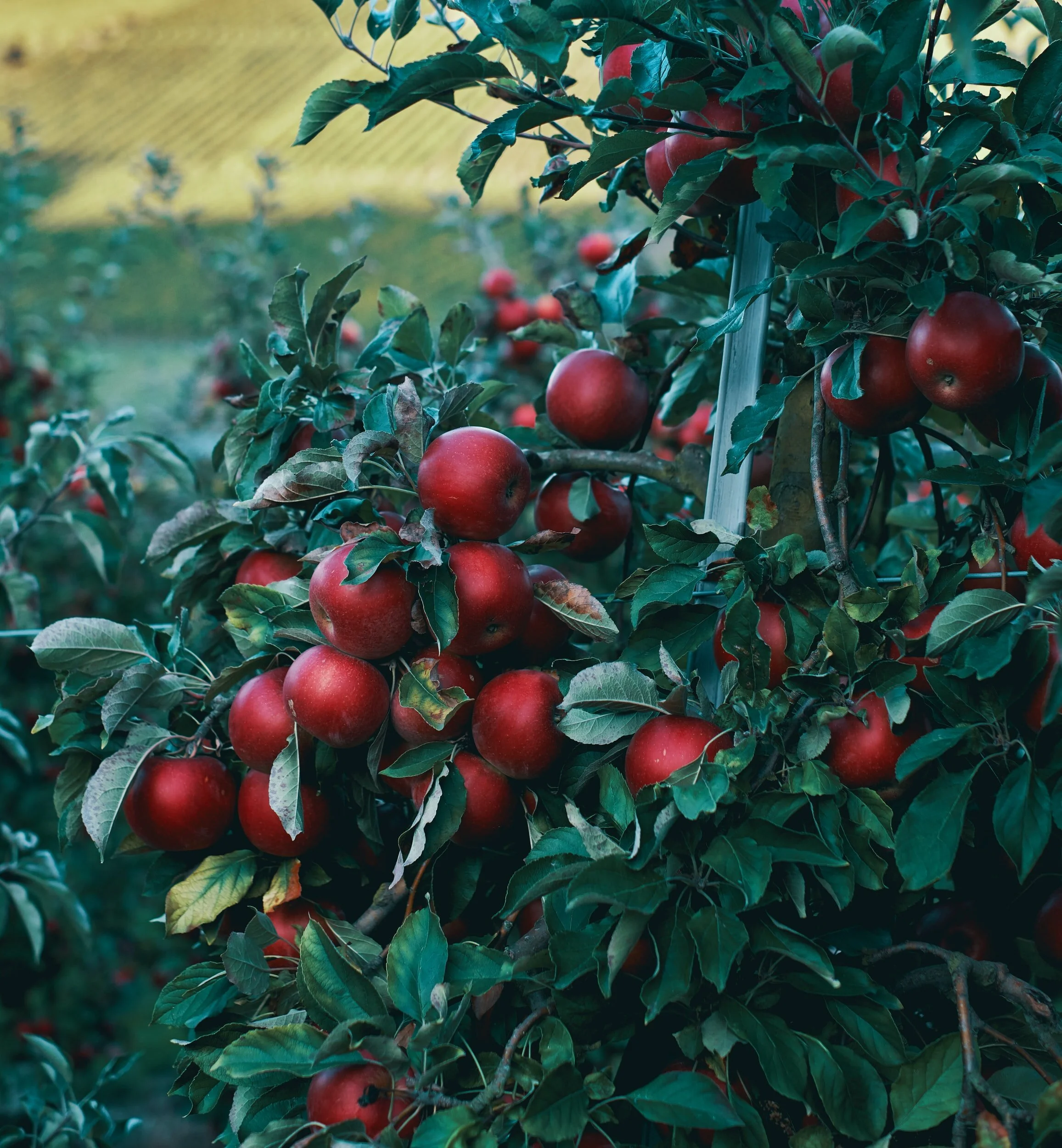 Evidencia Fructífera