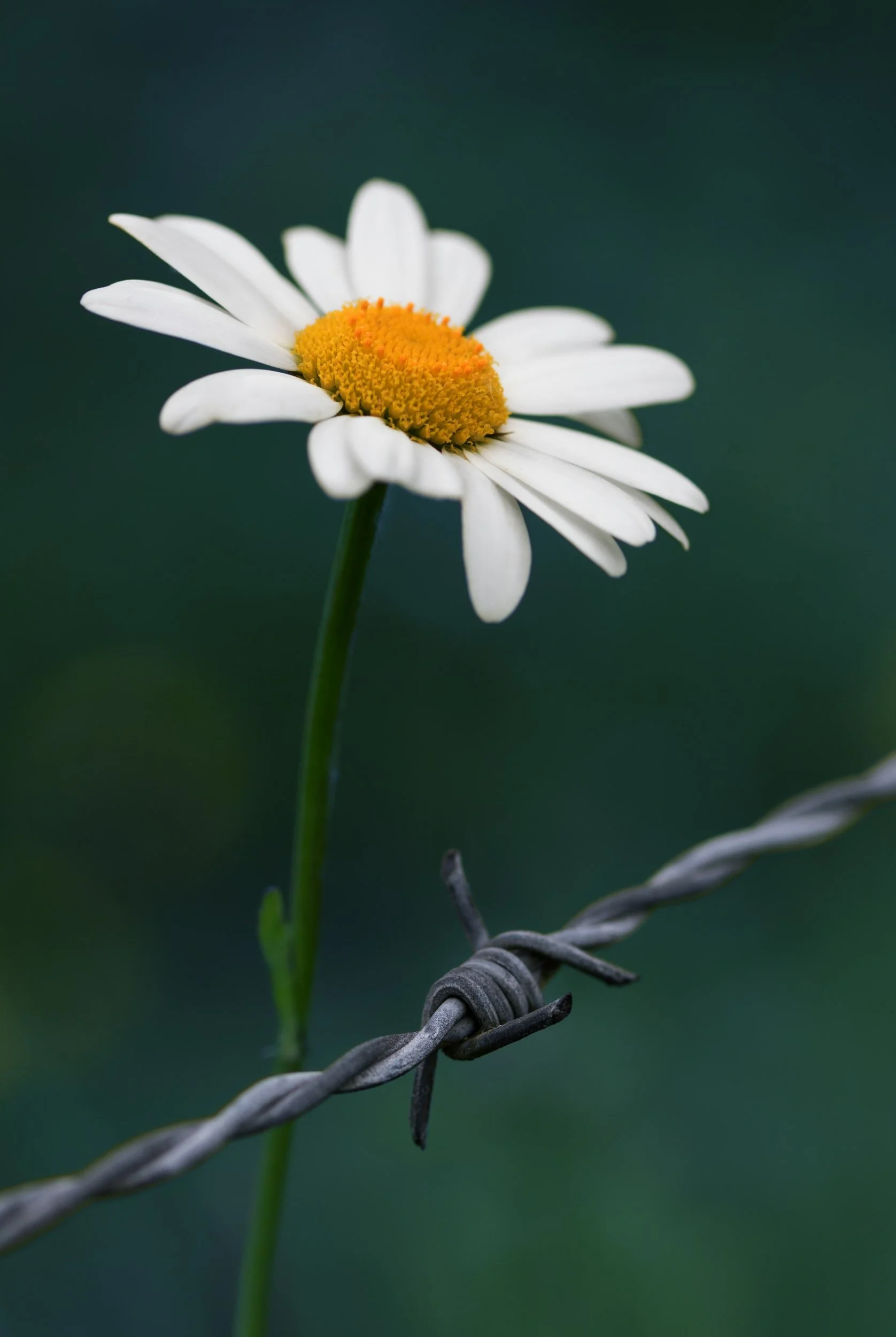 Libertad en Esclavitud