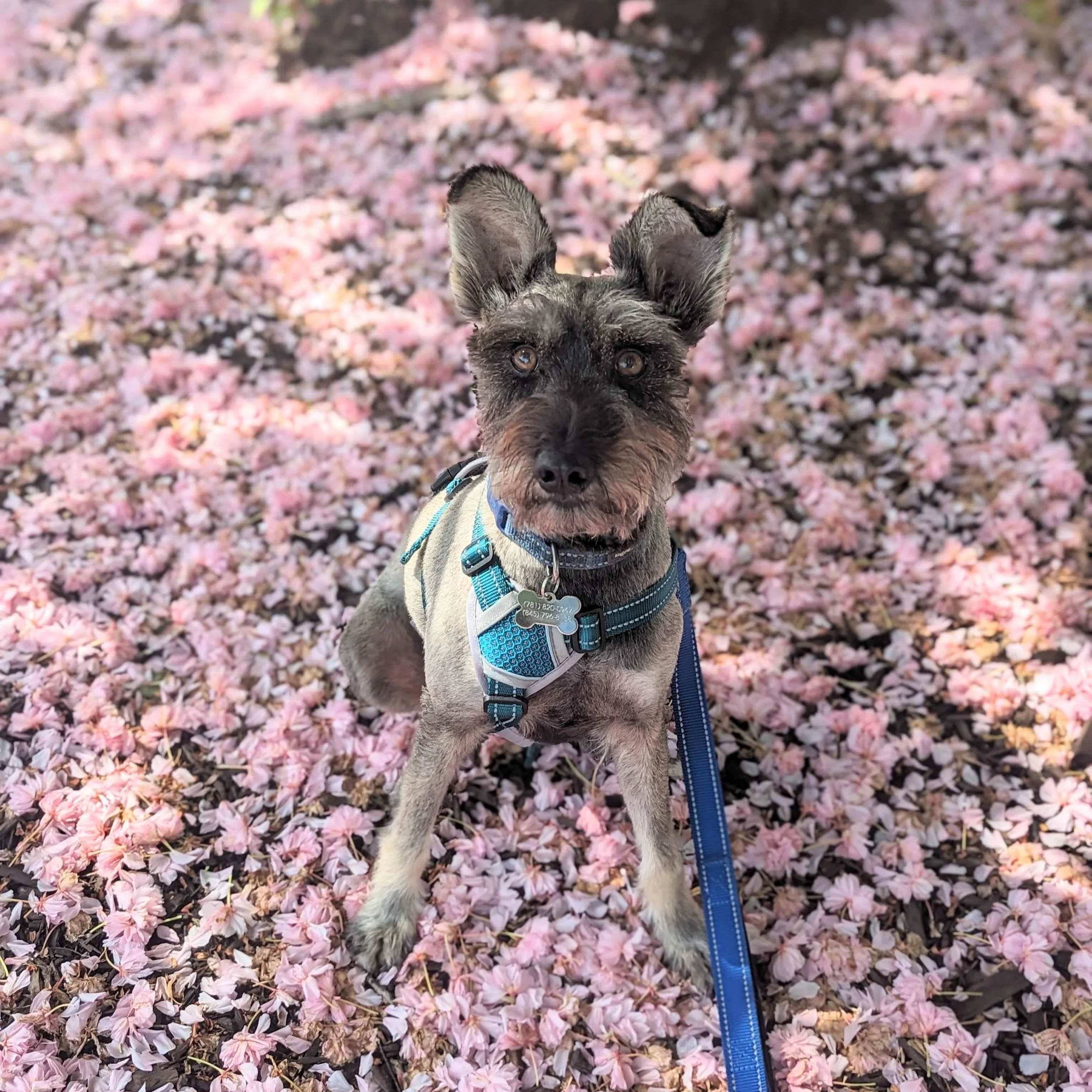 Gimli the Mini Schnauzer sitting in a pile of pink flower pedals