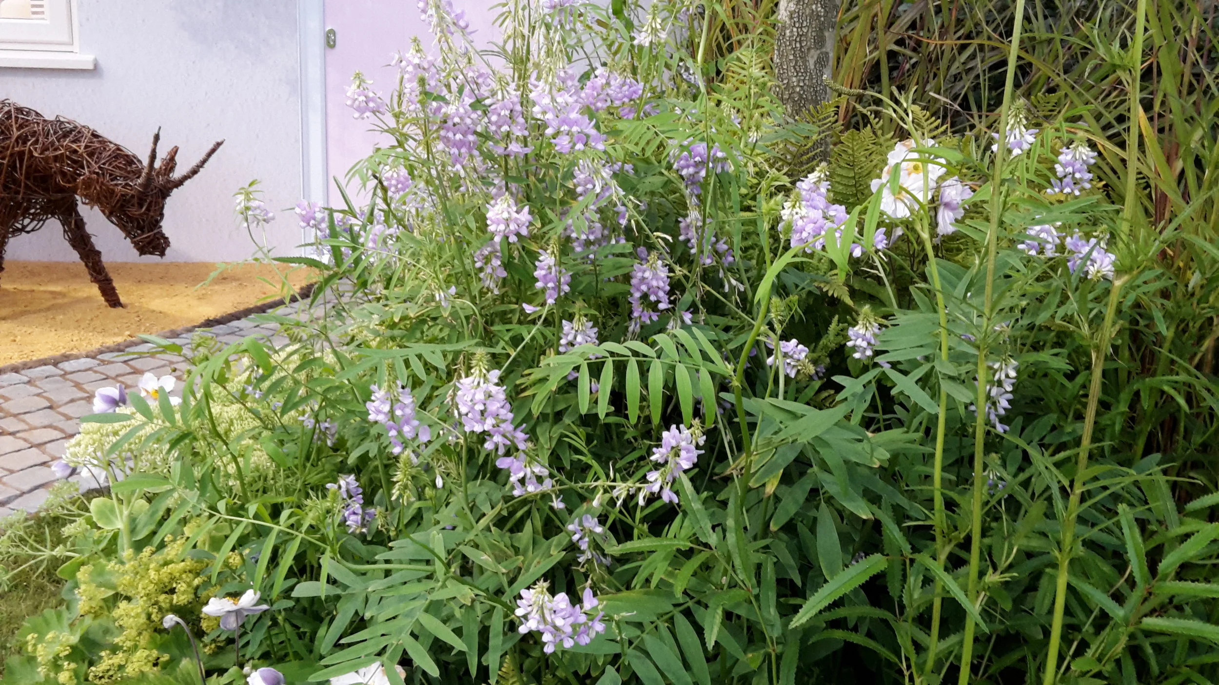 SPANA Garden