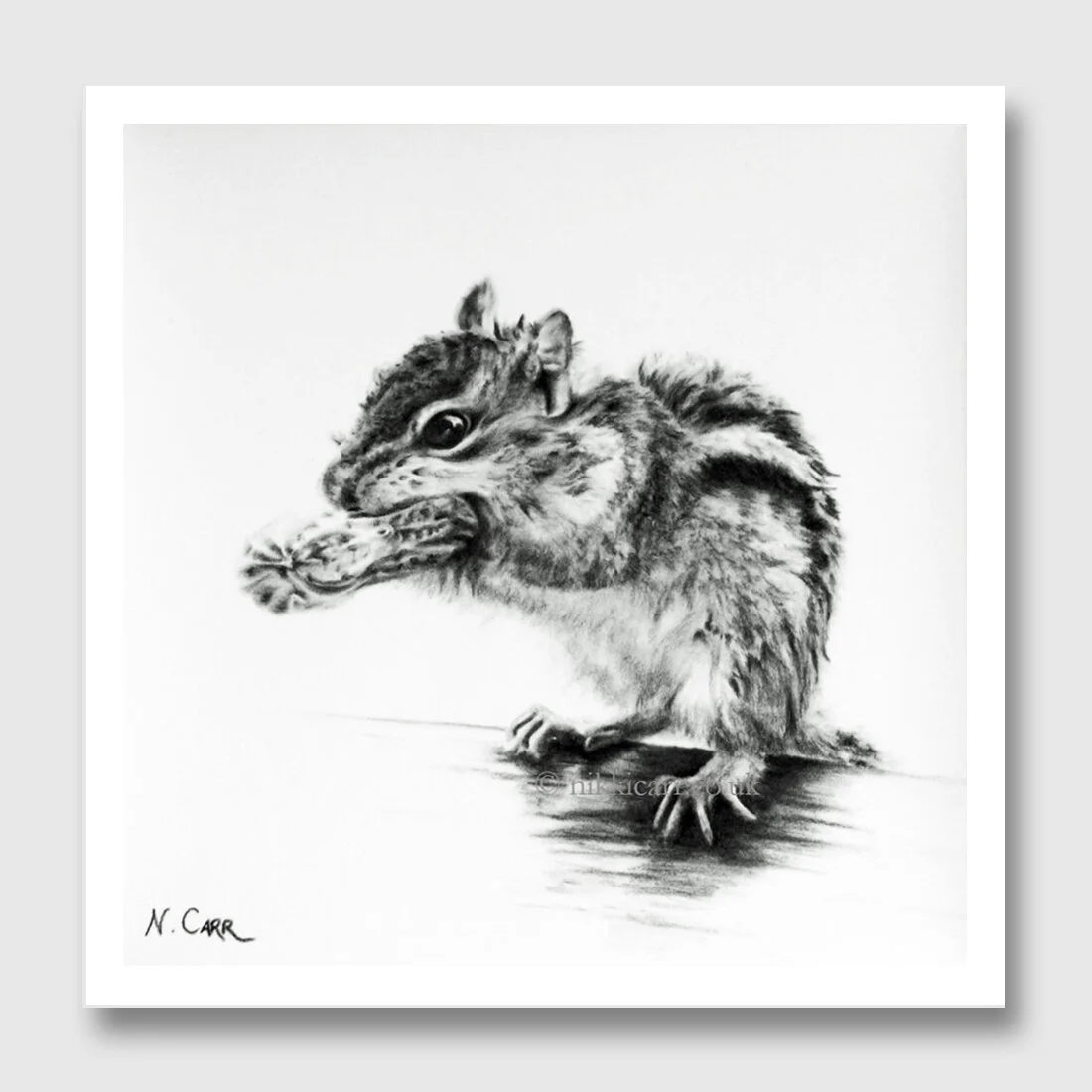 Peanut - print from original charcoal drawing by artist Nikki Carr.jpg