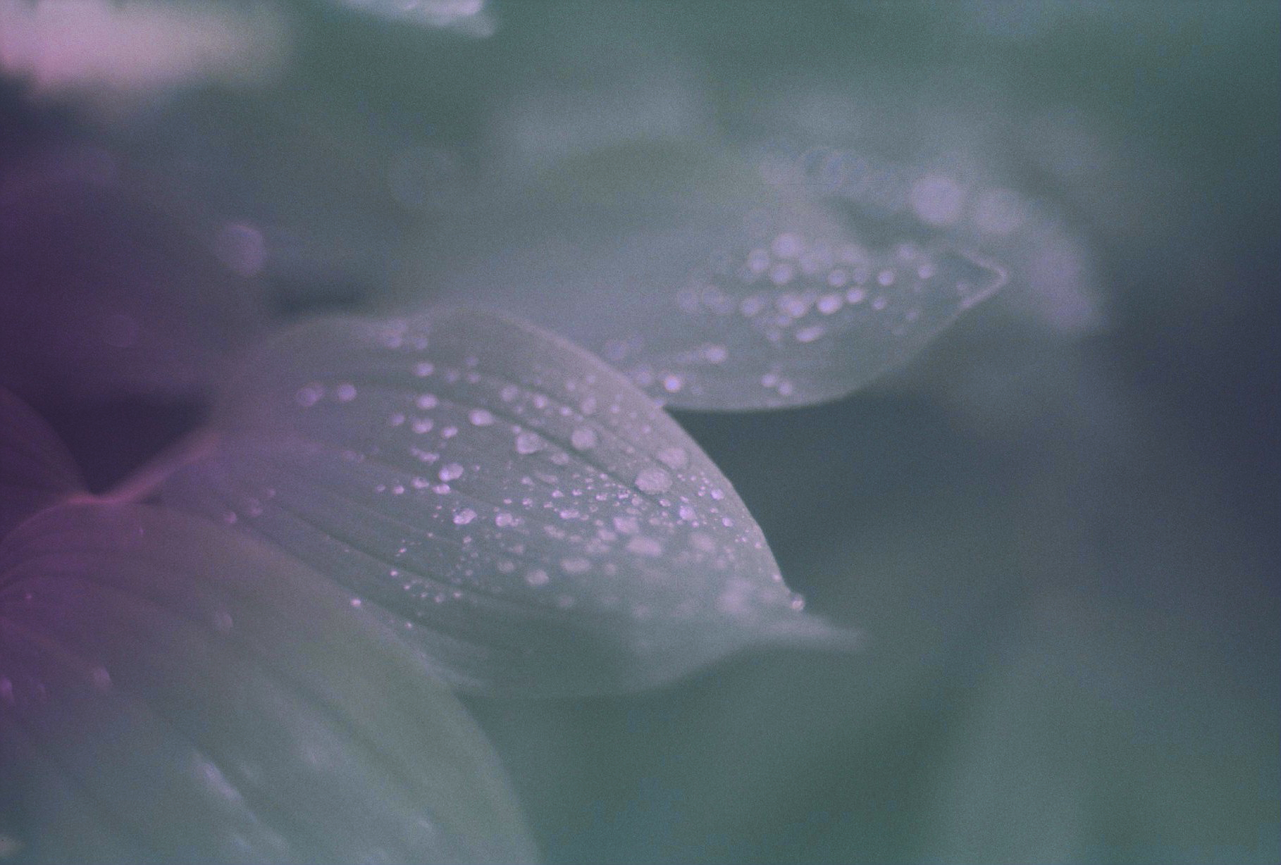 ☆ MelChin chinatown-5-2.jpg