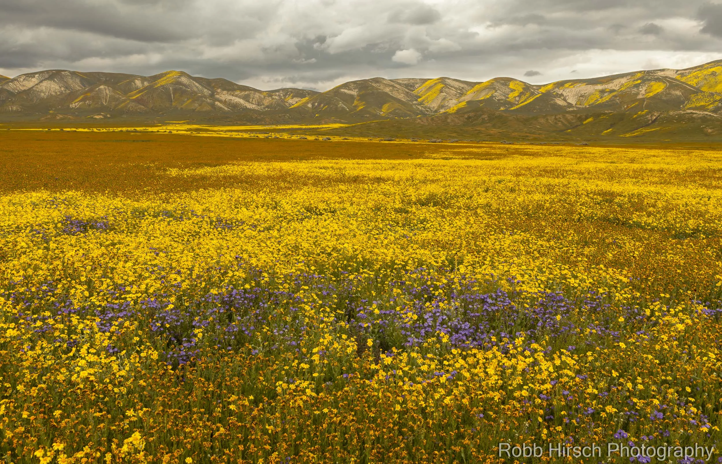 Carrizo Plain Wildflowers 32895 — Robb Hirsch Photography