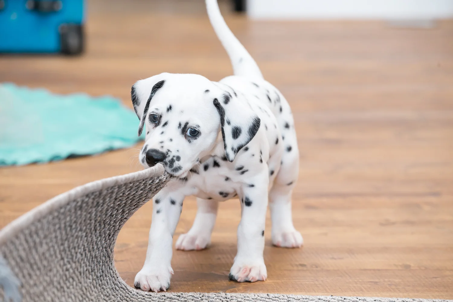Dog Life Hacks Pupcorn Plus
