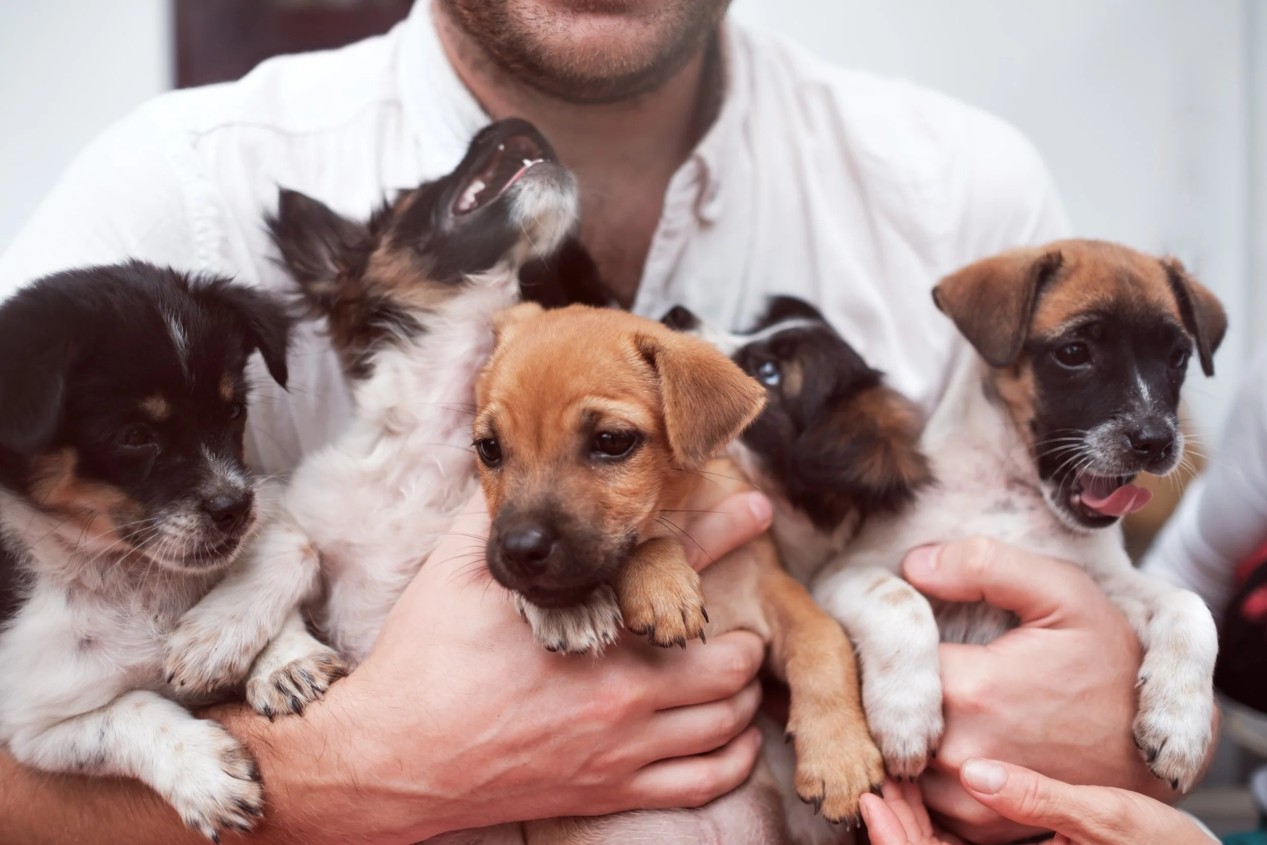 New Puppy Dos &amp; Don’ts