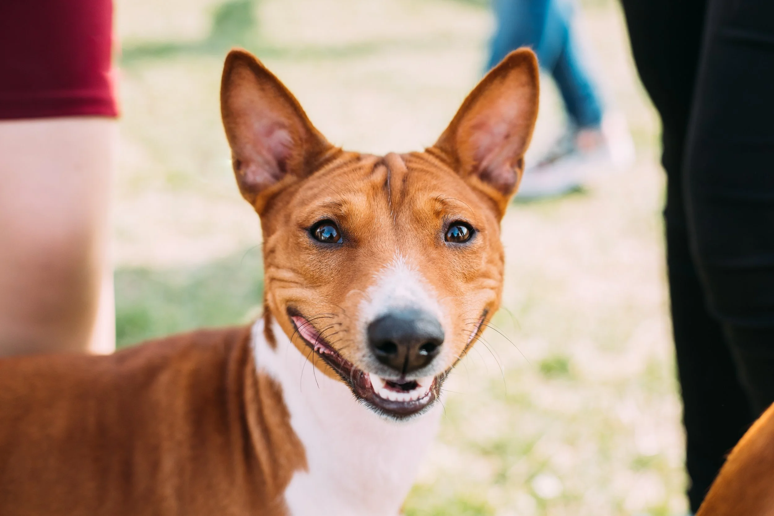  Top 10 Summertime Corny Dog Jokes