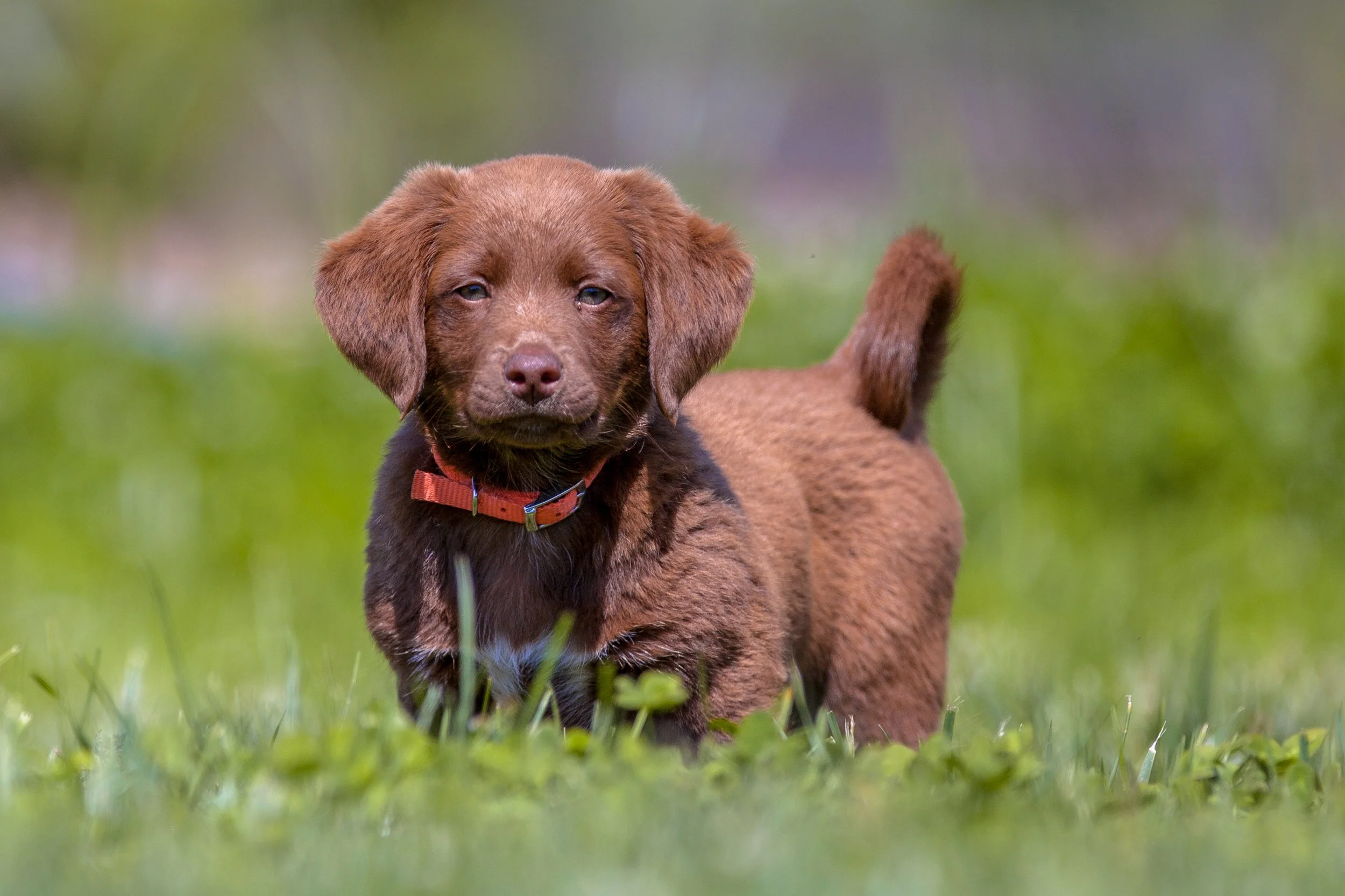 New Puppy Owner Tips: What You Need to Know