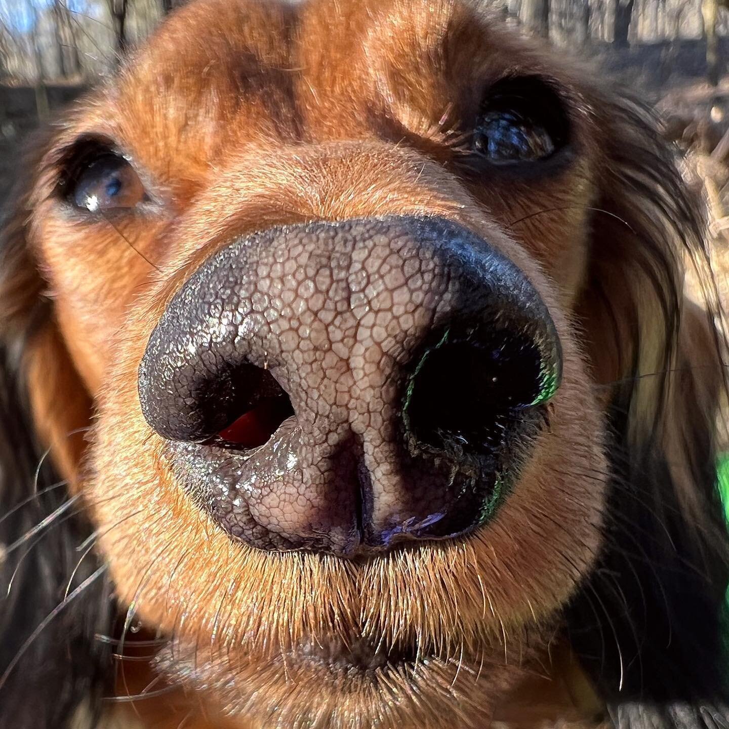 Our first official BOOP of the year is from our PawPal @harry_osborn_and_peter_parker ! Can you give him a BOOP and some ❤️!

#PupCorn #PupCornPlus #BOOP