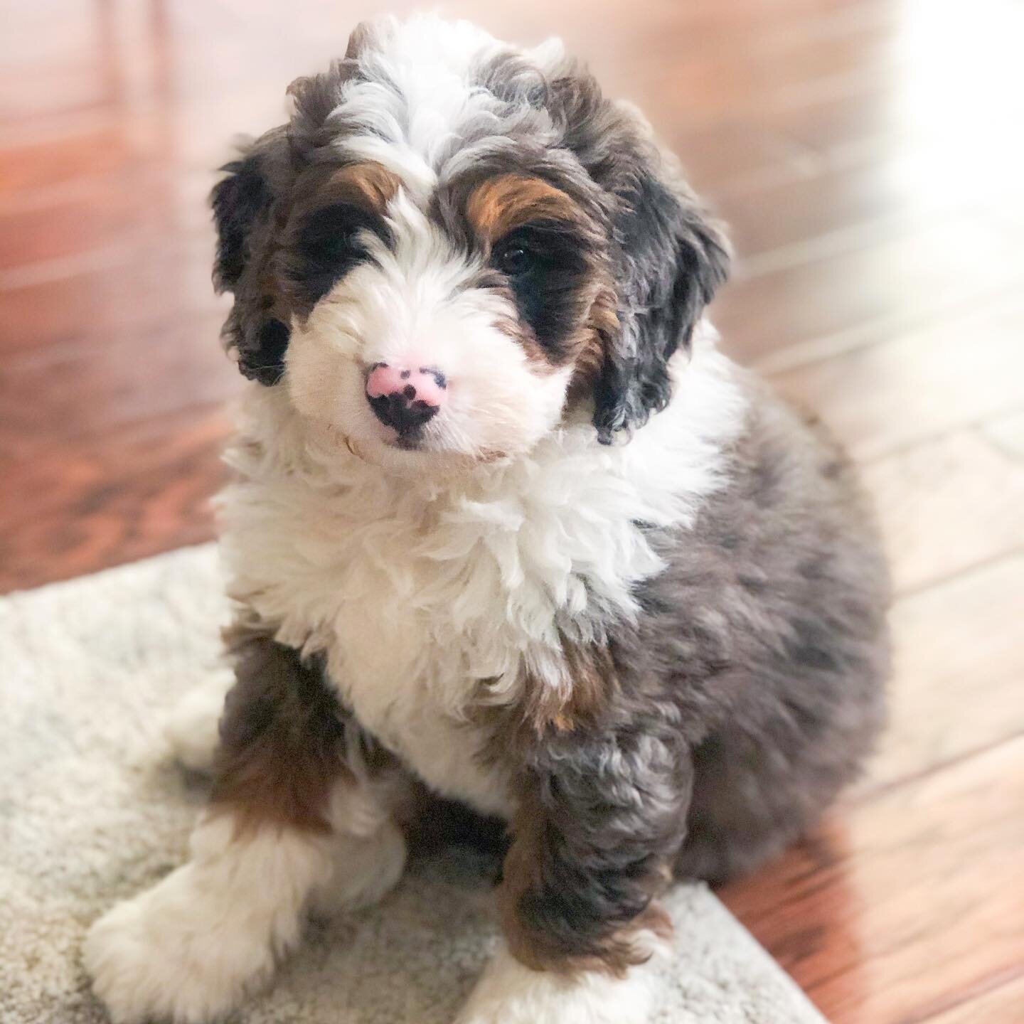 Starting your week off right with this adorable picture of our PawPal @rufio.floofio as a puppy 🐾 🐶 Isn't he the cutest?? 🥹

#PupCornPlus #PupCorn #JustABaby