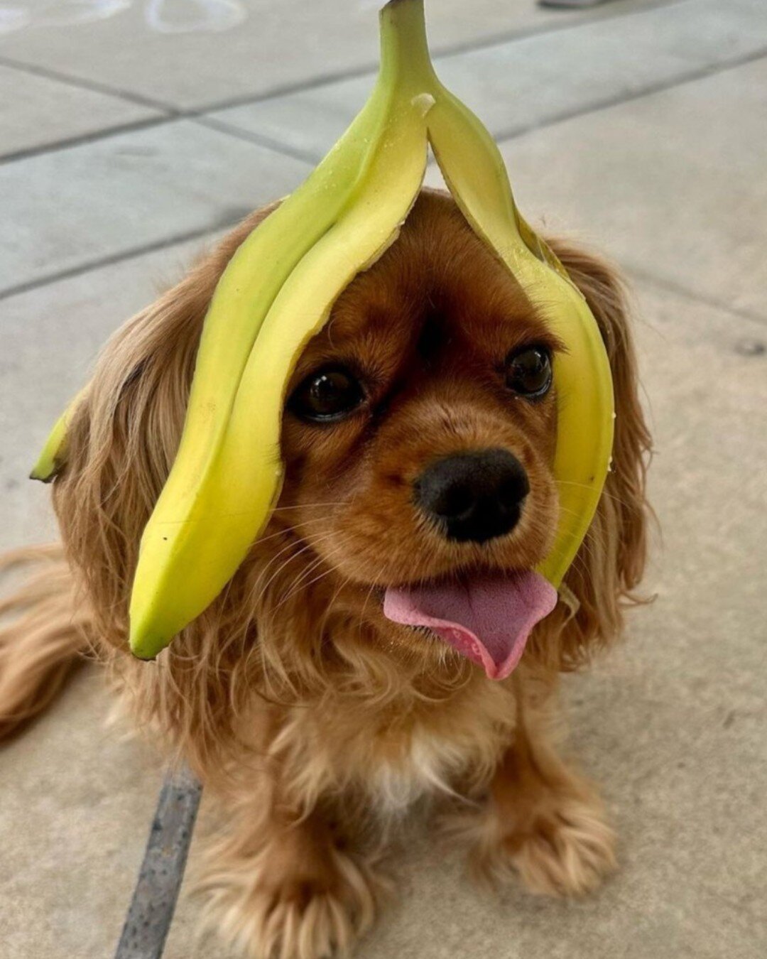 We think our PawPal @huxyfanpage may have played too much Mario Kart this weekend 🤔 Who is your go to character when you play?? 🎮 

#PupCornPlus #PupCorn #YoshiIsMyFavorite