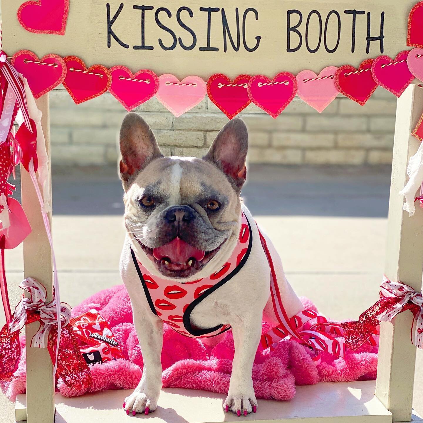 Free kisses 💋 from PawPal @cheriethesurfdog all day since it is Valentine's Day! 😘 Hope everyone has a day filled with love &amp; happiness!

#PupCornPlus #PupCorn  #ValentineDogKisses