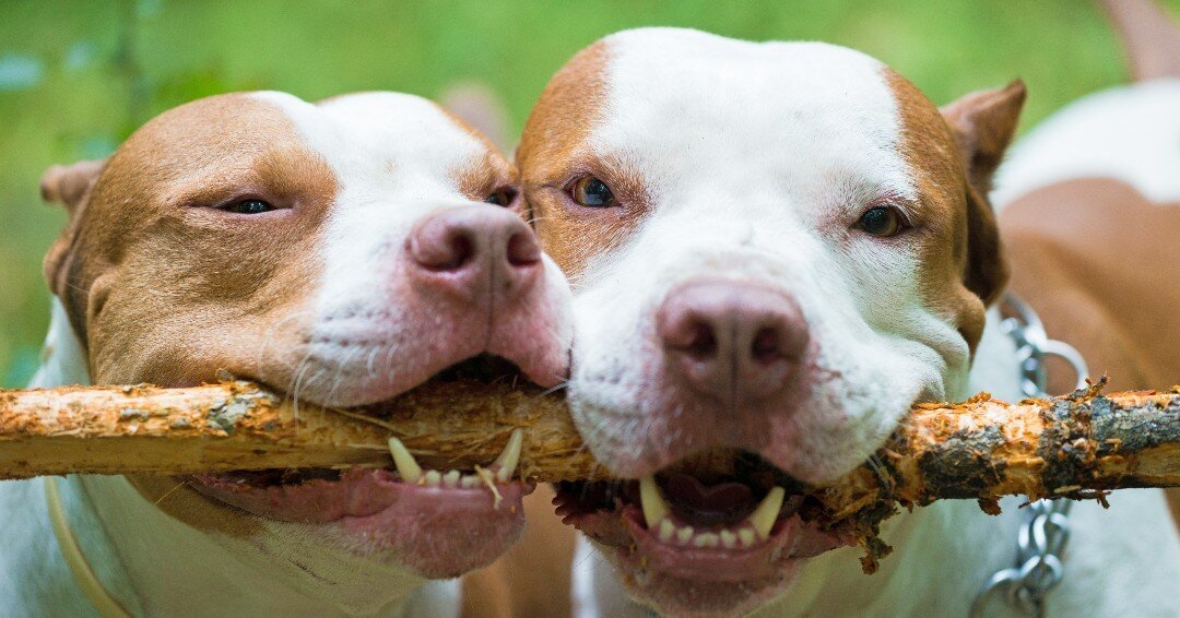 Sharing is caring so extended your hand or paw 🐾 😏 to help out or bring joy to someone you don't know for Random Act of Kindness Day today!

#PupCornPlus #PupCorn #RandomActOfKindnessDay