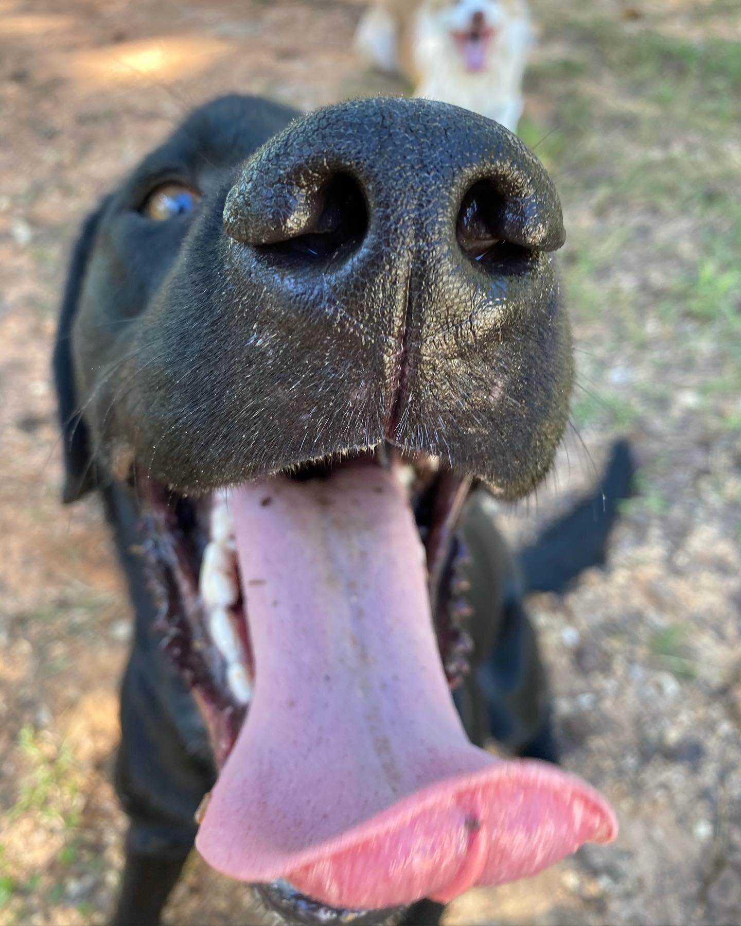 Our PawPal @the.packlife wanted to give you a #TOT with a BOOP on the side!!

#PupCorn #PupCornPlus