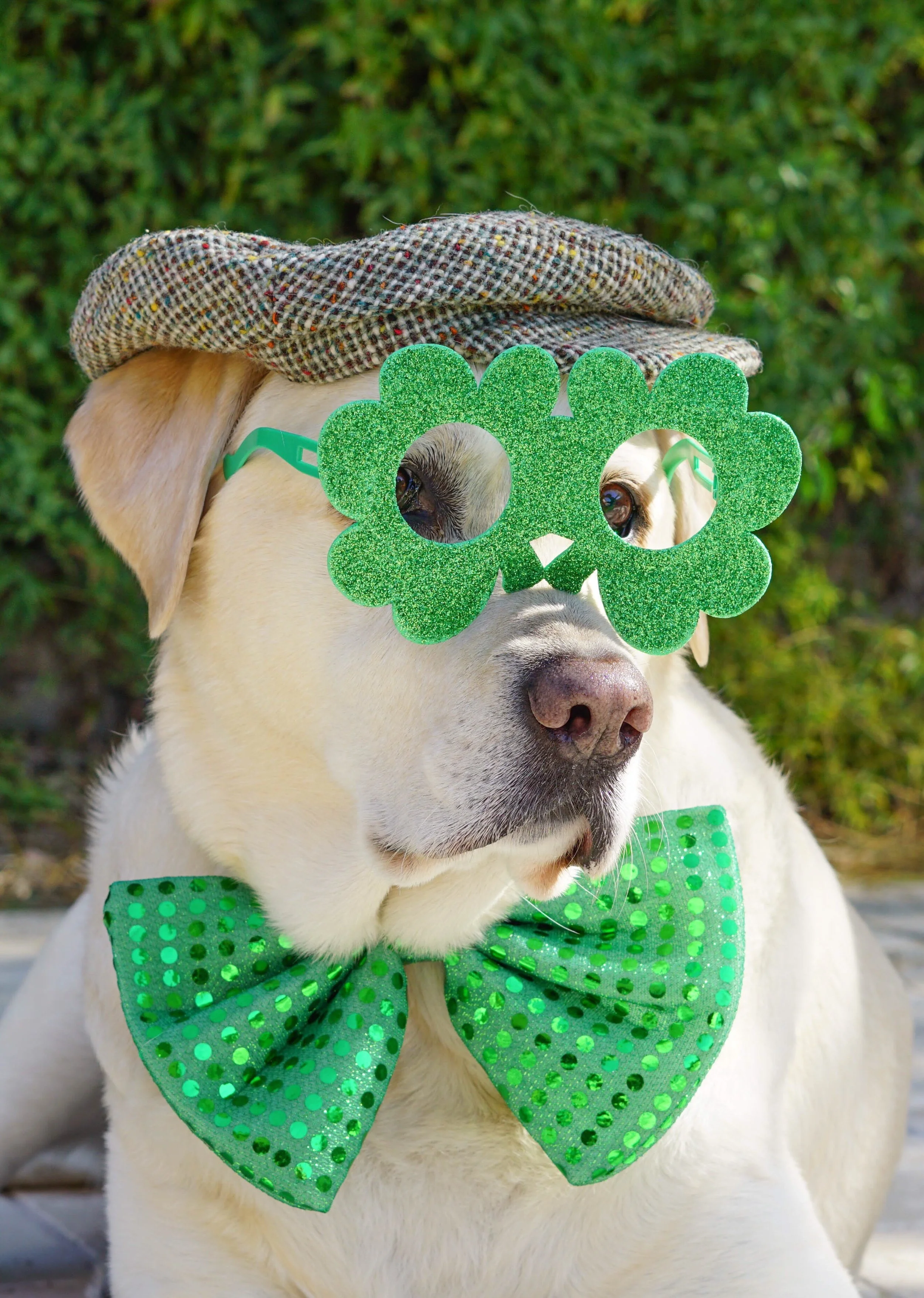 Fun Ways to Celebrate St. Patrick's Day with Your Dog