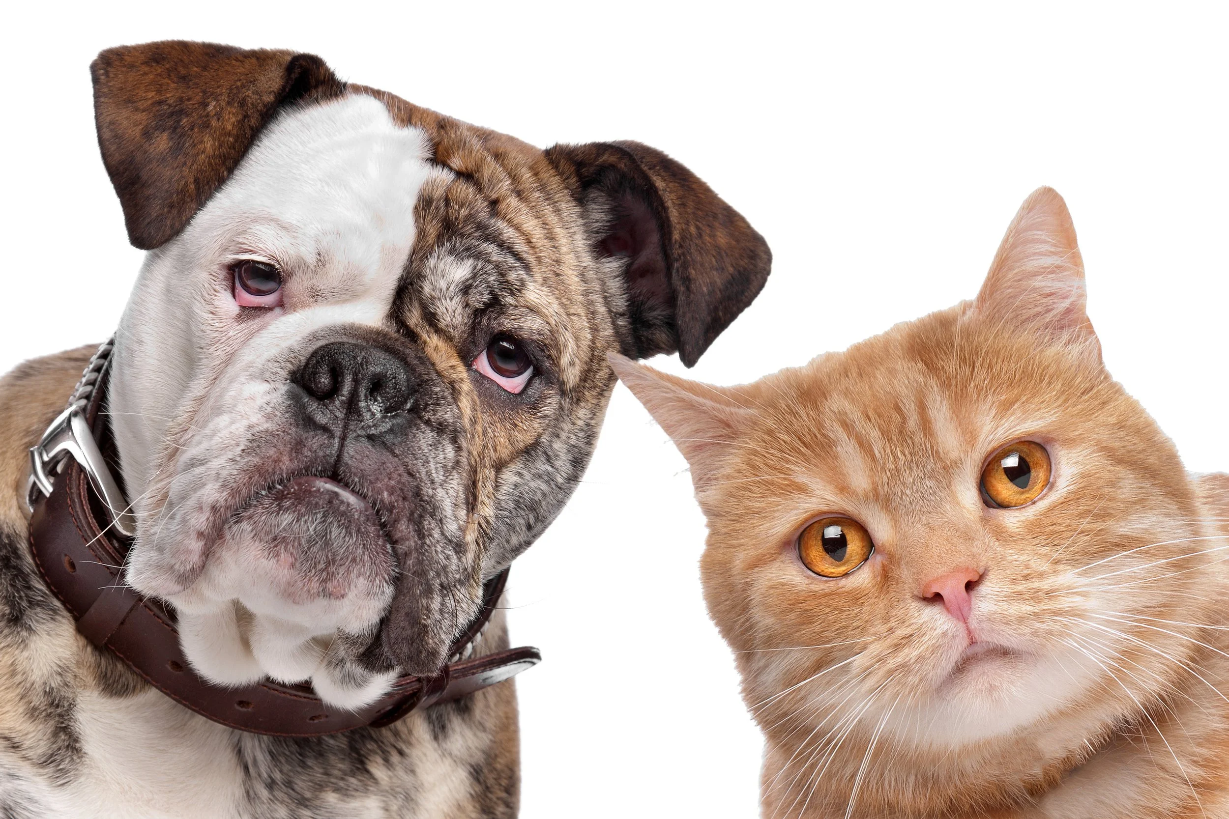 10 Interesting Facts To Know About Cats