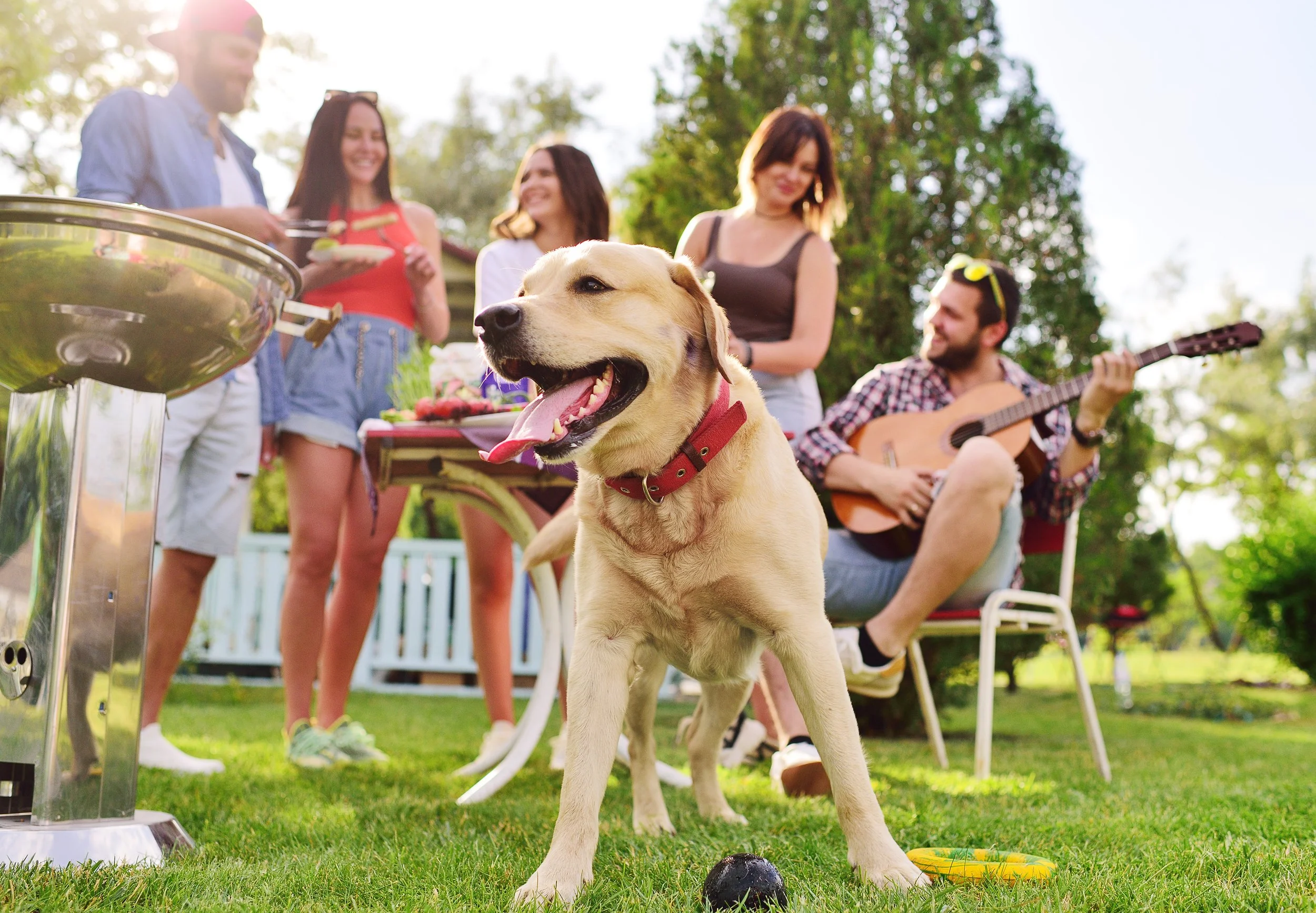 Dog-Friendly BBQ: Safety &amp; Fun