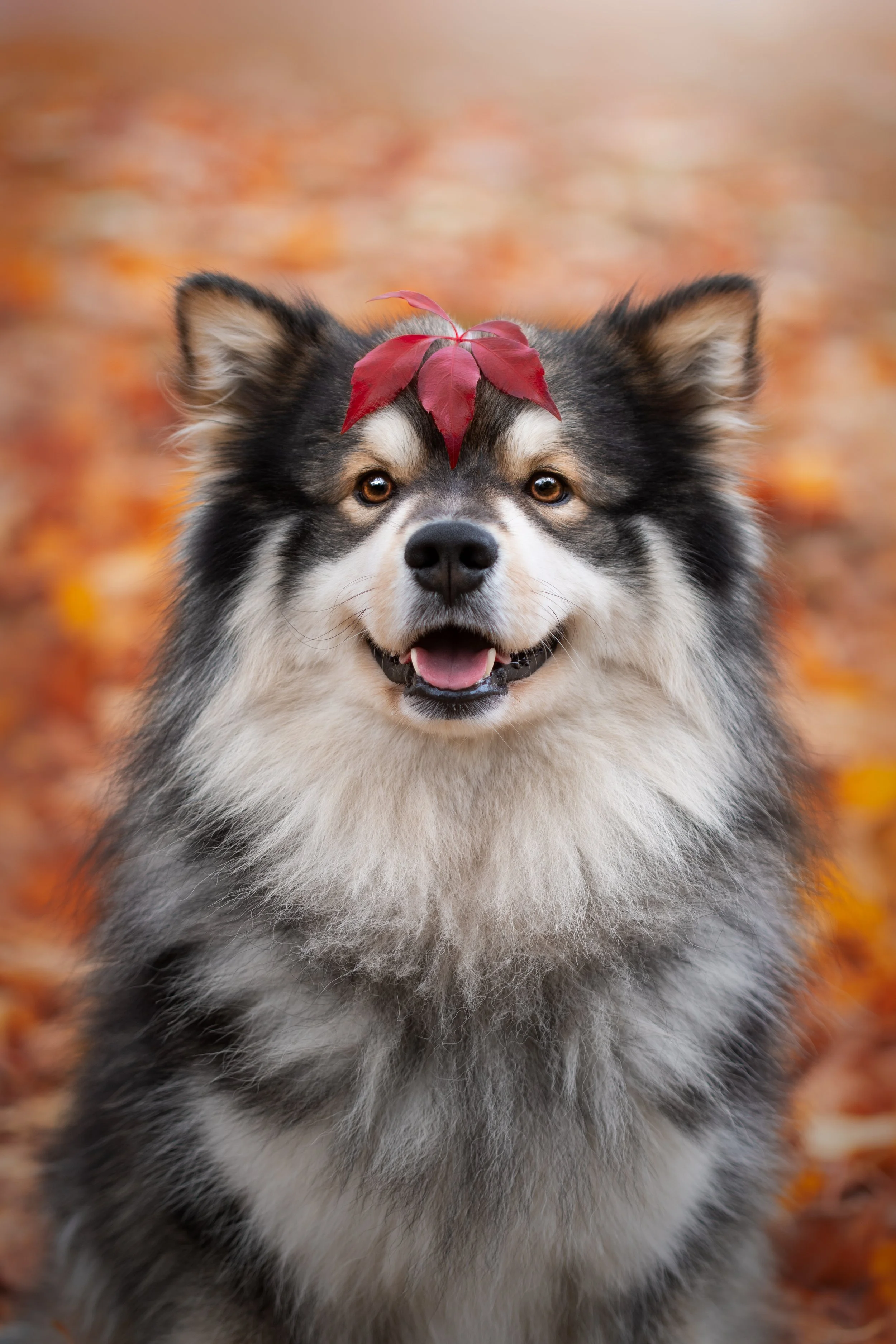 Fall Dog Fun: Activities to Enjoy with Your Pup