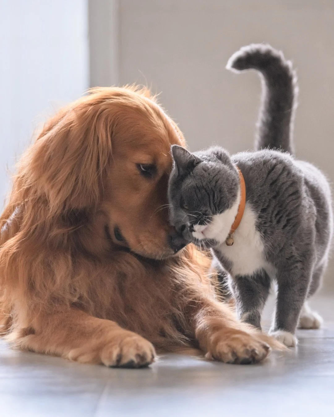 Sure, it&rsquo;s International Cat Day&hellip; but don&rsquo;t worry, pups &mdash; you&rsquo;re still the top dog in our book. 🐶📚👑

While the felines nap in sunbeams and silently judge the world, we&rsquo;re celebrating the snack-loving, tail-chas