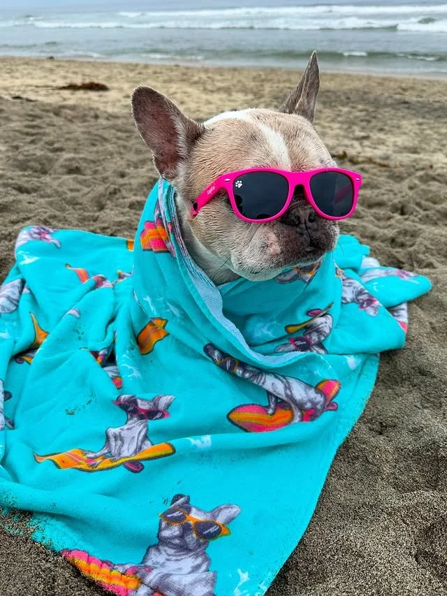 &ldquo;Can I please stay at the beach&hellip; furever?&rdquo; &ndash; @cheriethesurfdog 🏖️🐾

Wrapped in style, rockin&rsquo; sunnies, and clearly living the dream &mdash; this is the off-duty icon energy we aspire to. 😎🌊

Summer isn&rsquo;t over 