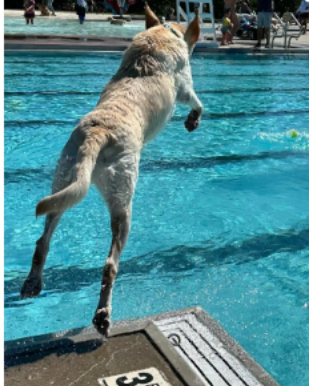 Cannonbark incoming! 💦🐾 @goodestboyrio understood the summer assignment: go big, get wet, and make a splash.

Life&rsquo;s better poolside&mdash;with sunshine, good jumps, and Pup Corn snacks waiting on deck. 😎☀️🍿

#PupCornPlus #Cannonbark #PoolD