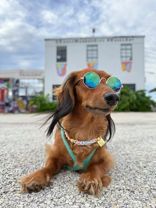 Too cool for summer&hellip; and honestly, maybe too cool for the rest of us. 😎☀️
@harry_osborn_the_hairbear is out here serving sunglasses, sass, and straight-up snack model energy.

Certified hot dog status: unlocked. 🔓

#PupCornPlusr #TooCoolForY