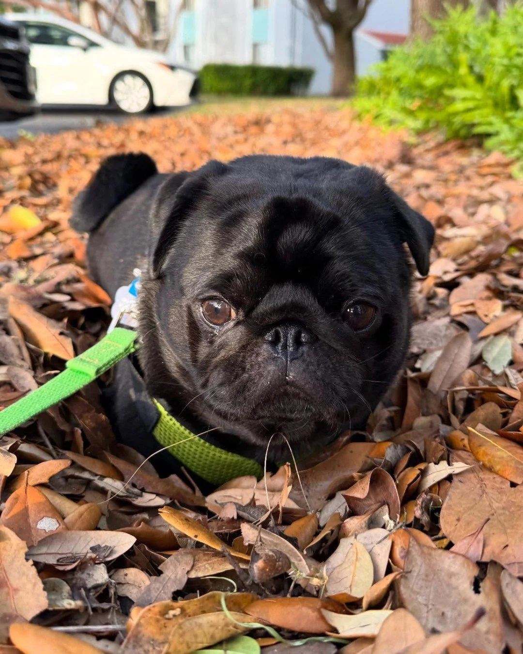 First day of fall and @the_bilbopuggins has already gone full leaf mode. 🍁😌

Not sure if he&rsquo;s hiding from responsibility or becoming one with the season &mdash; but either way, we support it.

#PupCornPlus #FirstDayOfFall #LeafItToMe #FallFee