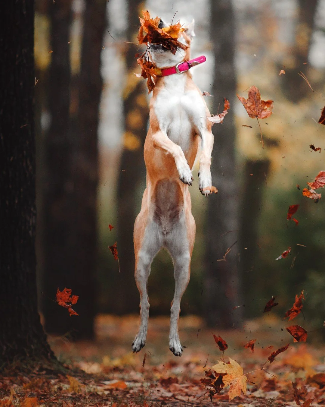 Fall is in the air, and there&rsquo;s no better time to embrace the cozy vibes with your furry best friend. From pumpkin patches to matching sweaters, autumn is filled with opportunities for capturing those picture-perfect moments with your pup. Whet