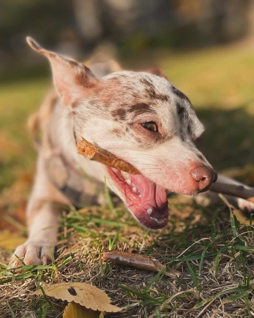 Fall sticks just hit different. 🍂 Ask @chestnutthechi &mdash; they&rsquo;ll tell you this one had notes of maple, crunch, and a hint of mischief. 😋🌰

We may be biased, but we think sticks pair best with Pup Corn snacks and a side of zoomies.

#Pup