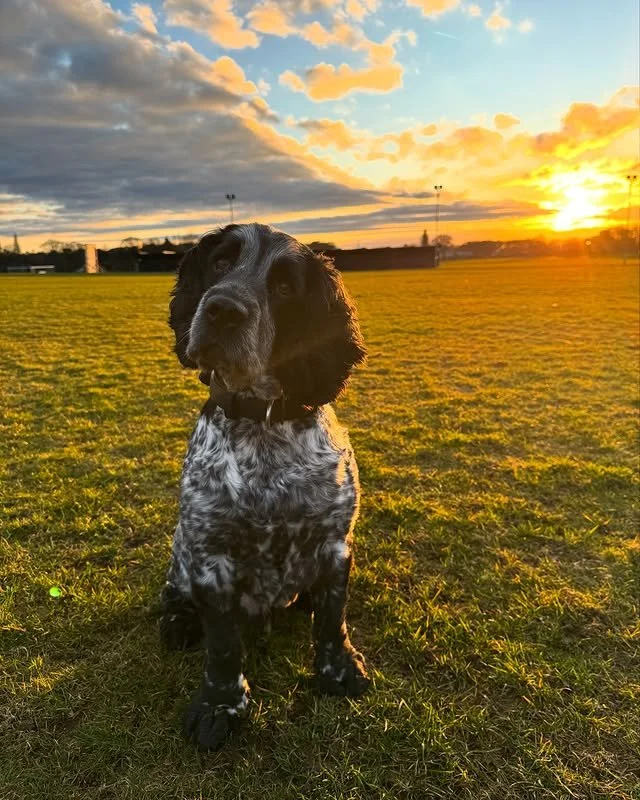 Sunset walks and soft side-eyes &mdash; @dexterthesprockerspaniel is bringing main character energy to fall evenings. ✨🐶

The vibes? Golden. The lighting? Cinematic. The snack expectations? High.

#PupCornPlus #GoldenHourDoggo #FallFeels #SnackInSty