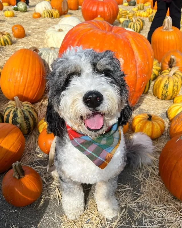 Official Pumpkin Patch Greeter&trade; reporting for duty. 🎃🐾

@rufio.floofio is here to guide you to the cutest gourds, the best hay bale photo ops, and maybe&hellip; the snack table. Just sayin&rsquo;.

Fall looks good on him, don&rsquo;t you thin