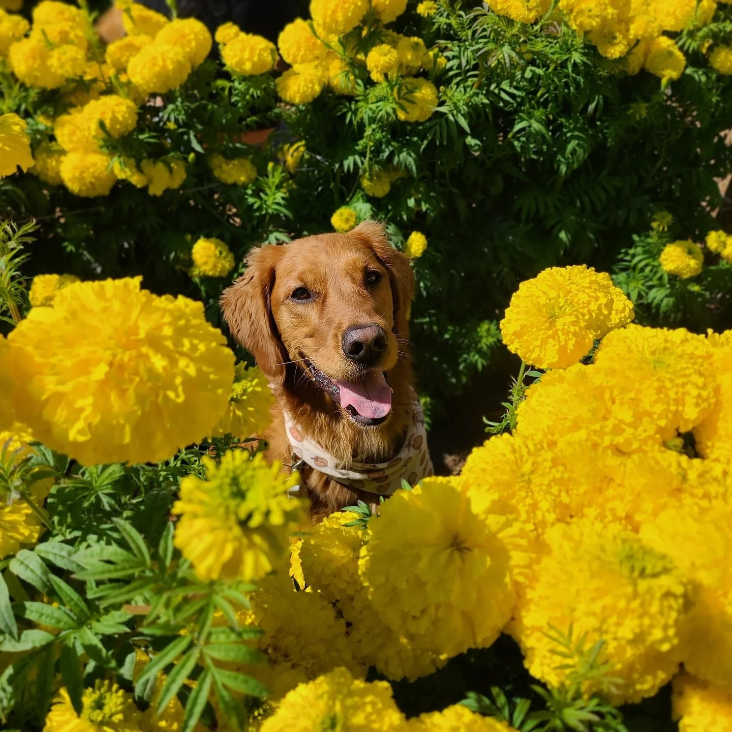 Serving full-on golden hour AND golden flower 🍁✨

@layla_the_goldengirl is fall&rsquo;s main character&mdash;basking in blooms, living her best leaf-crunching life, and reminding us all that autumn was made for golden girls like her. 💛

#PupCornPlu