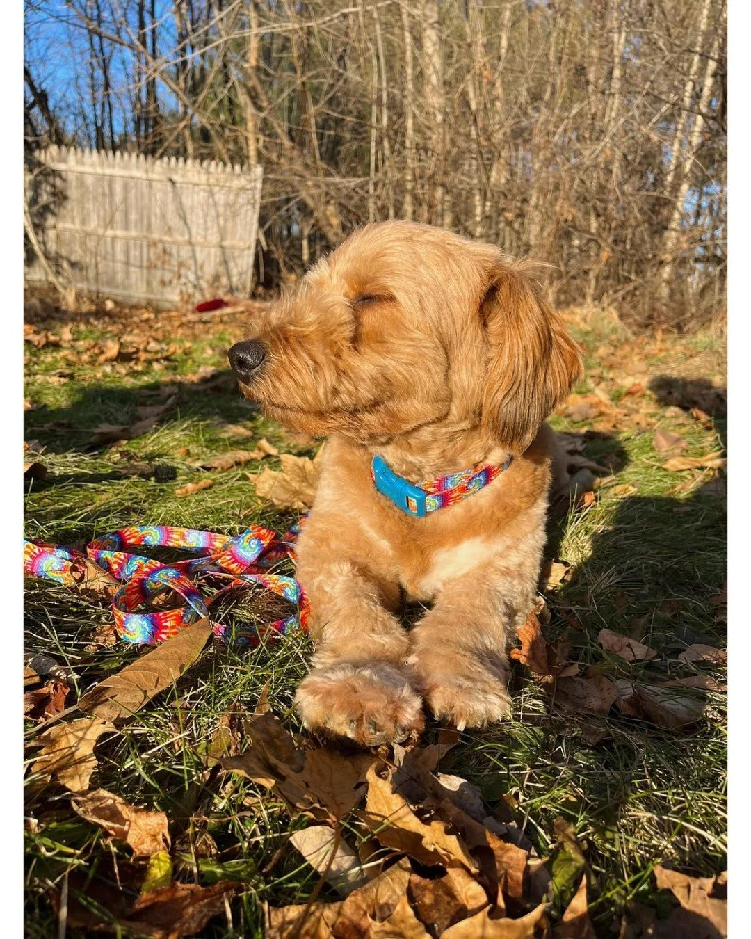 Beaker's Fall Agenda:
🍁 Step 1: Find sunbeam.
🍁 Step 2: Assume loaf position.
🍁 Step 3: Ignore all responsibilities.

If anyone needs @beakerthecorgipoo , he&rsquo;s booked and busy being fabulous in foliage. 😎🍂

#PupCornPlus #PupCorn #FallVibes