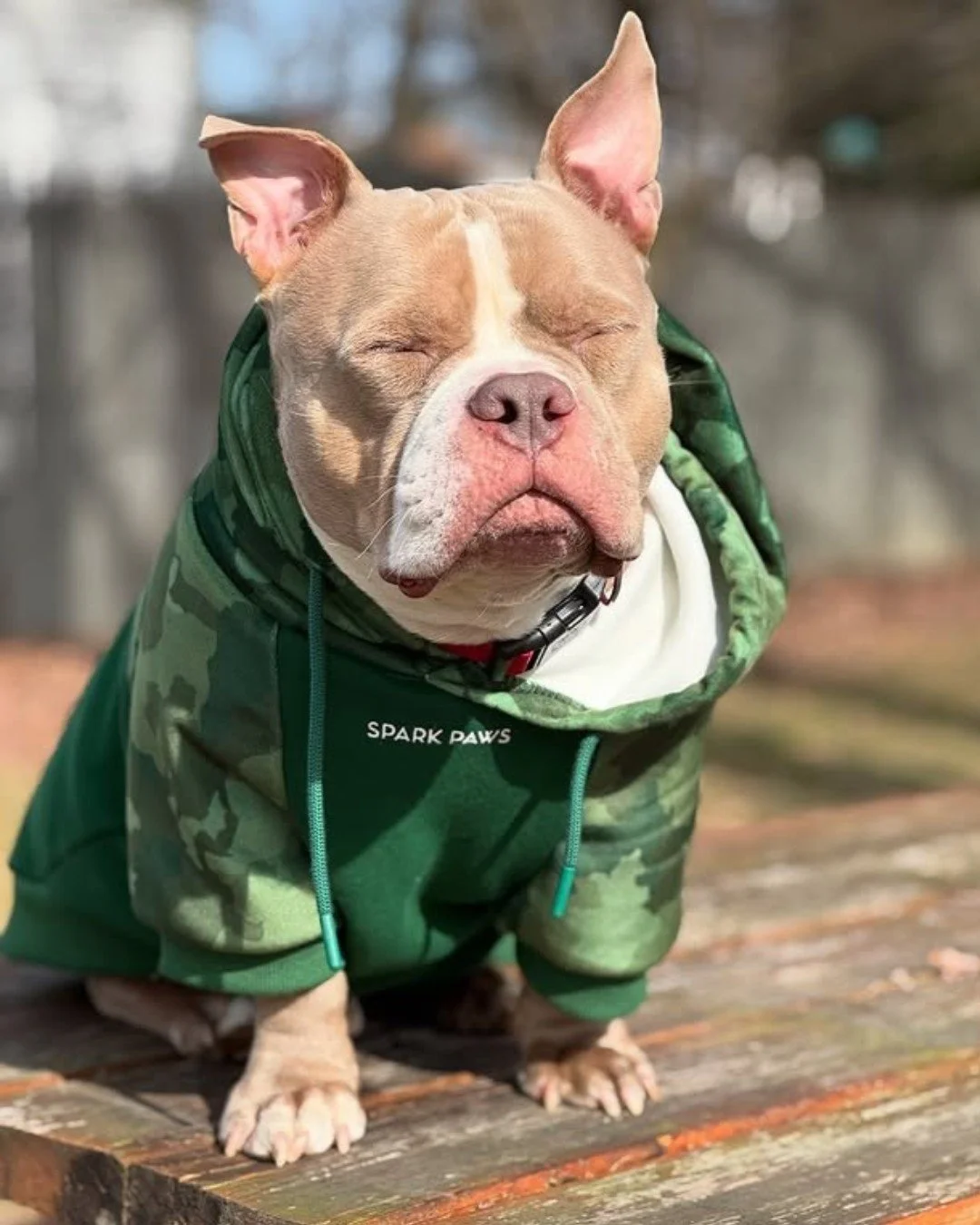 Caught between &quot;I&rsquo;m chilly&quot; and &quot;I&rsquo;ve never known peace like this.&quot; 🍂😌 

@hell0gogo is embracing  fall energy with a side of snuggly sass &mdash; just don&rsquo;t ask him to move unless snacks are involved.

#PupCorn