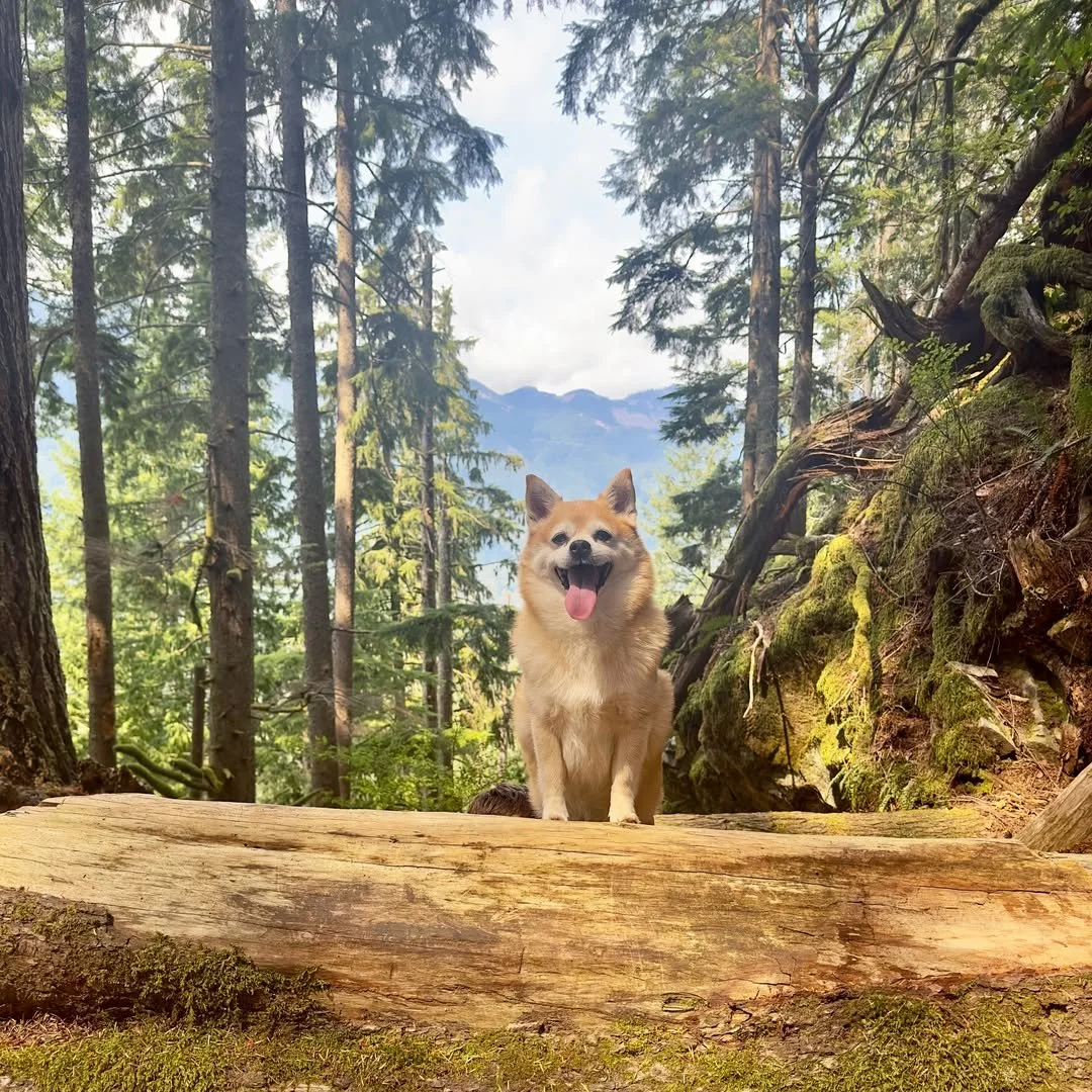 Taking fall hikes to a whole new level of fluff and flavor 🍂🐾

@beaujobaby is on a mission: conquer trails, collect sticks, and crunch Pup Corn Plus at the summit 🏞️🍿✨

Because nothing fuels adventure like 4-calorie treats and a tail that never q