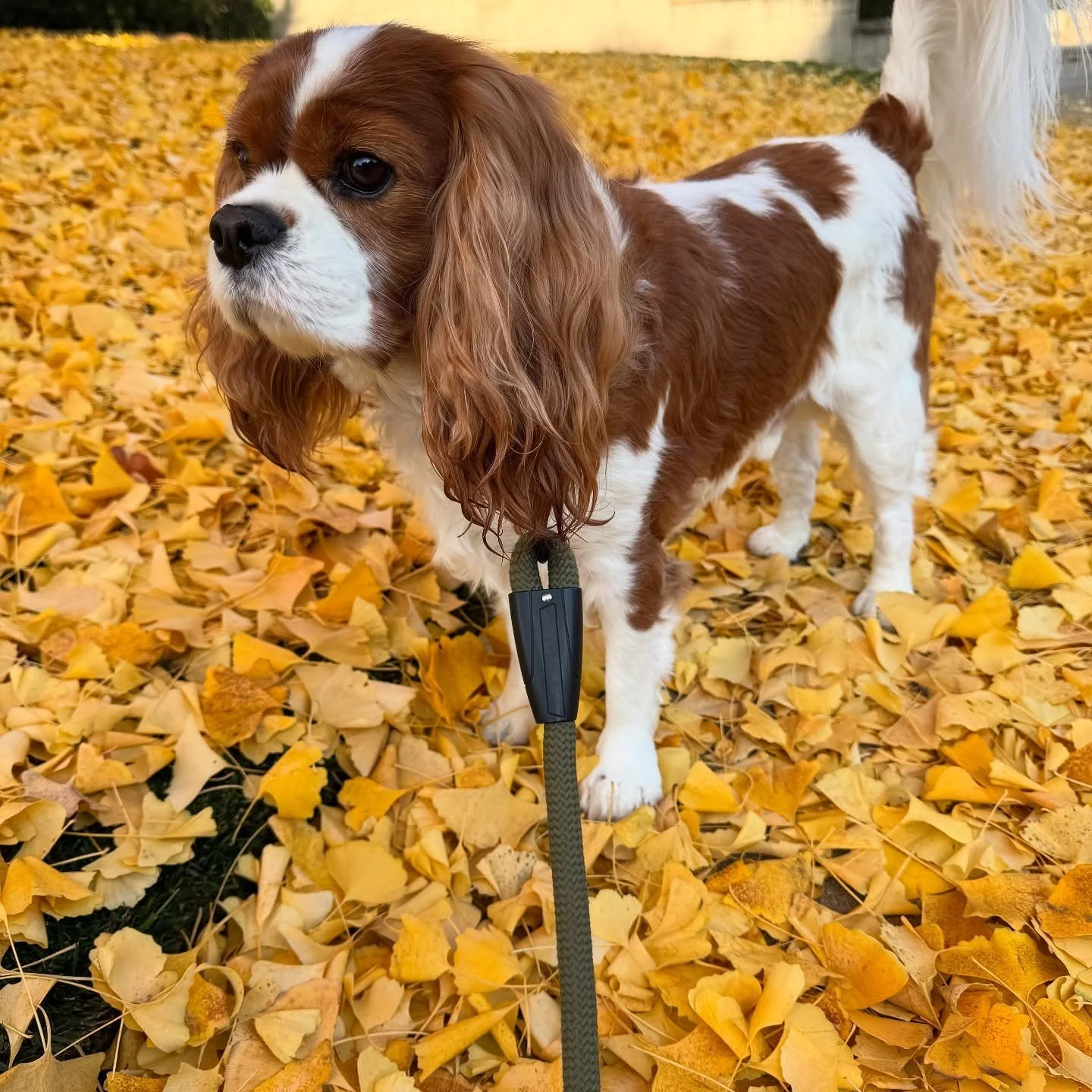 His Royal Floofness, @sirwinston_cav, making his annual autumnal promenade through the kingdom of fallen leaves 🍁🐾

No raking necessary &mdash; just bow down and admire the seasonal splendor. 👑🍂

#SirWinstonCav #FallingForFall #LeafItToWinston #C