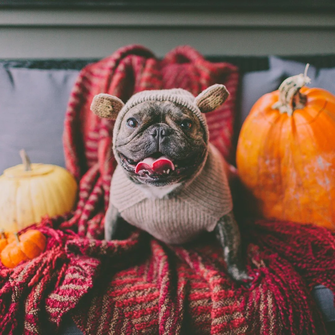 Halloween is the perfect time to go all out with fun costumes, spooky snacks, and festive decor &ndash; not just for you, but for your pup too! This year, make Halloween extra magical with adorable matching costumes, pet-safe treats, and Pinterest-wo