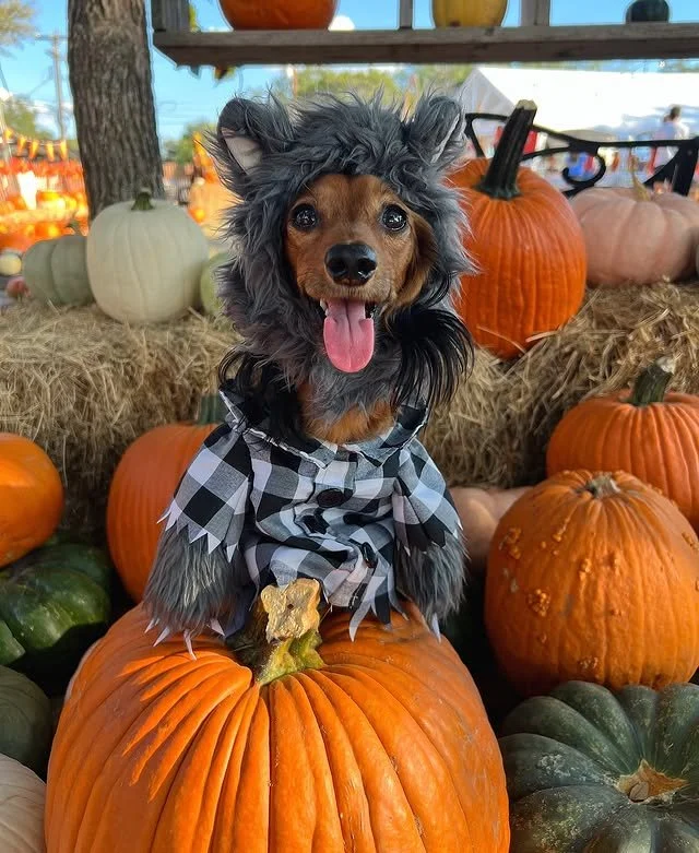 One part werewolf. One part fashion icon. All-in on Halloween. 🐺🎃✨
@harry_osborn_the_hairbear didn’t just show up to the pumpkin patch — he stole the whole show.
Creepin’ it cute and chompin’ on treats. 🐶🍿
#PupCornPlus