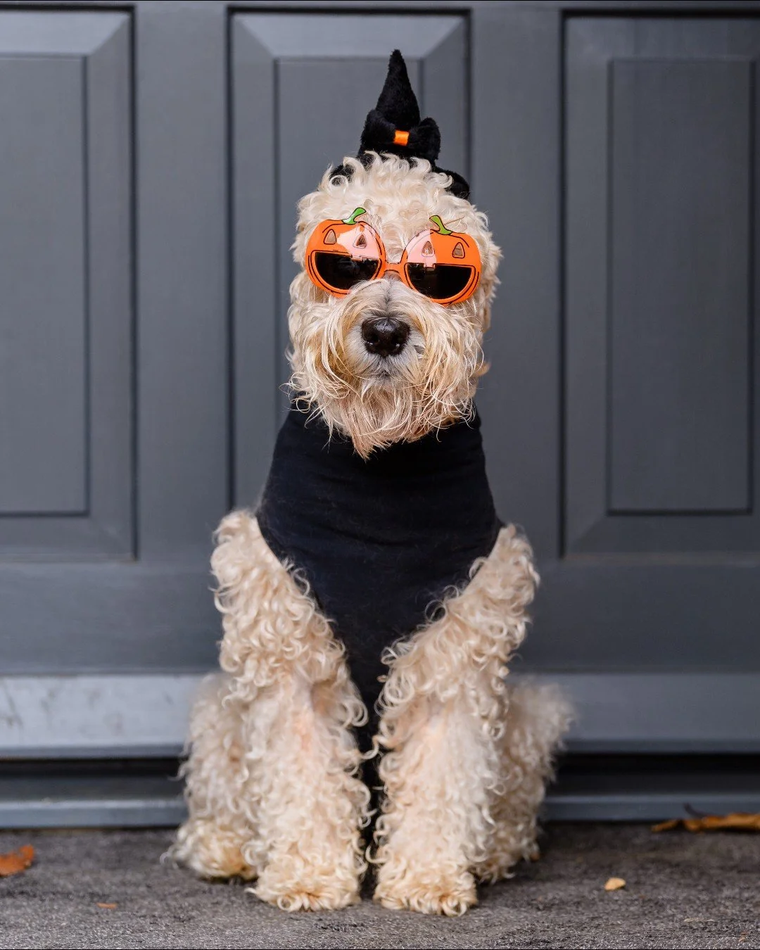 Happy Howl-oween from all of us at Pup Corn Plus! π§‍βοΈπ¦΄πΈοΈ
Costumes? β
Candy corn? Nope — Pup Corn! πΏπΎ
Let the treat fest begin with snacks so tasty it’s scary how much pups love ‘em! π»π
Only 4 calories per bite, so the